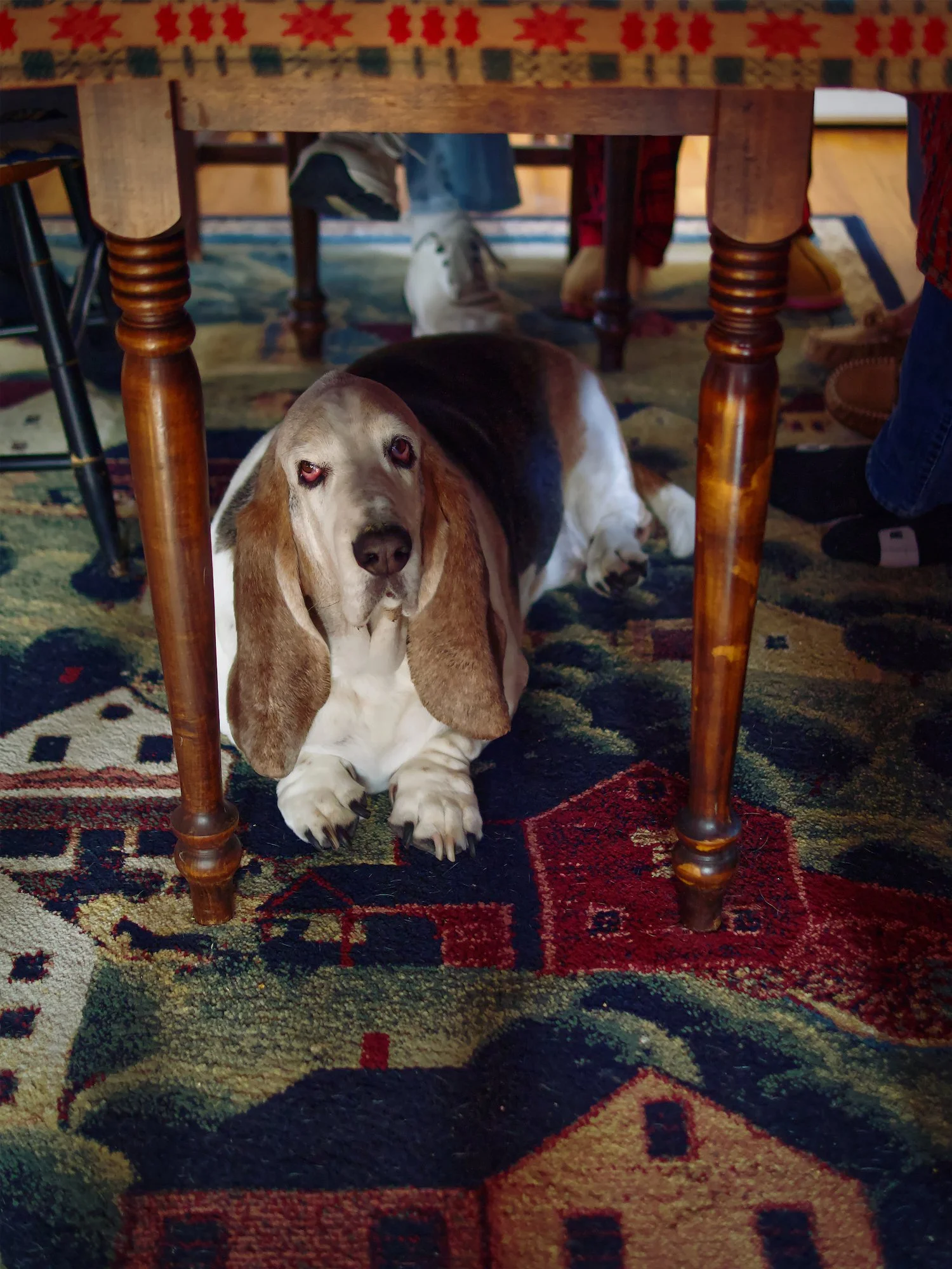 Abner under the dining table during Christmas.