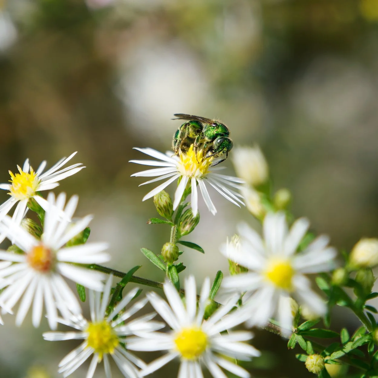 September 24th, 2020 - Green Bee on an Aster