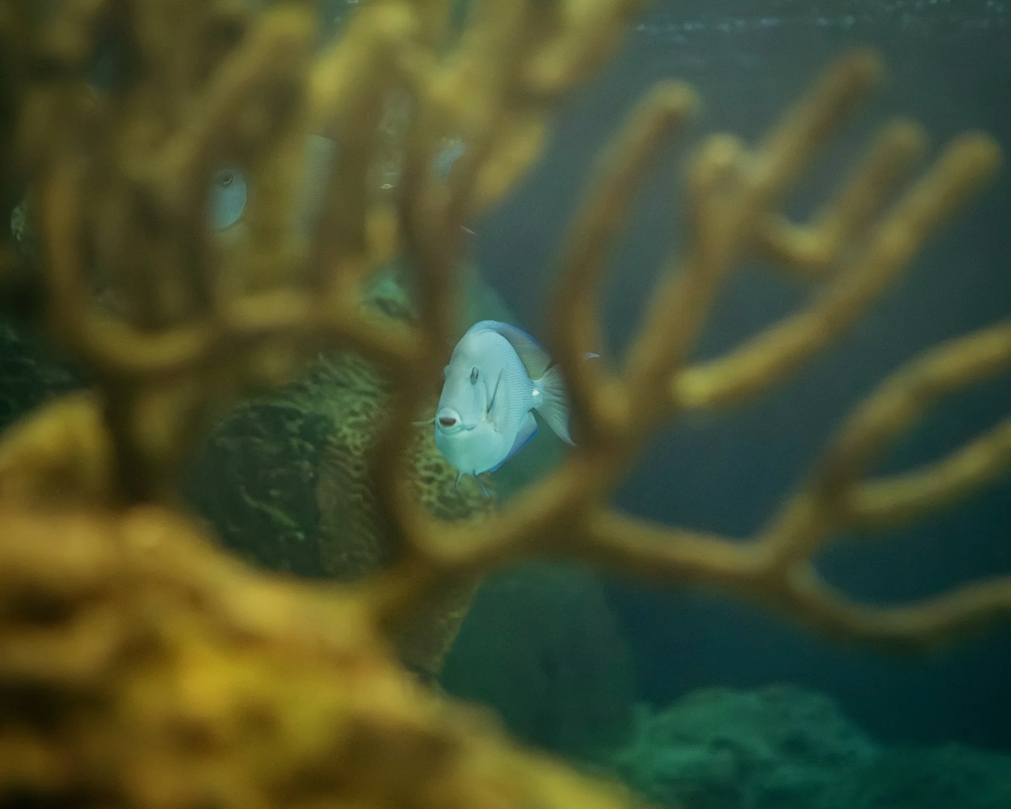 New York Aquarium Tropical Fish