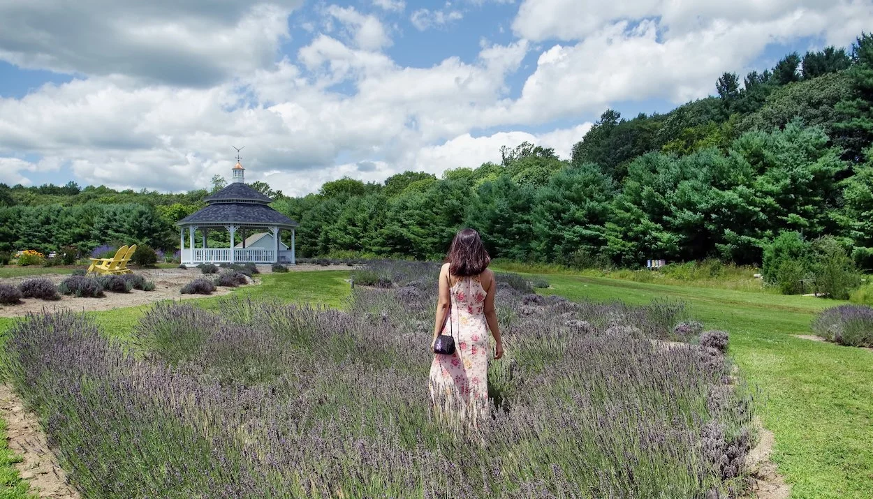Portrait: A woman in a floral dress walking through a lavender garden towards a white gazebo under a partly cloudy sky.