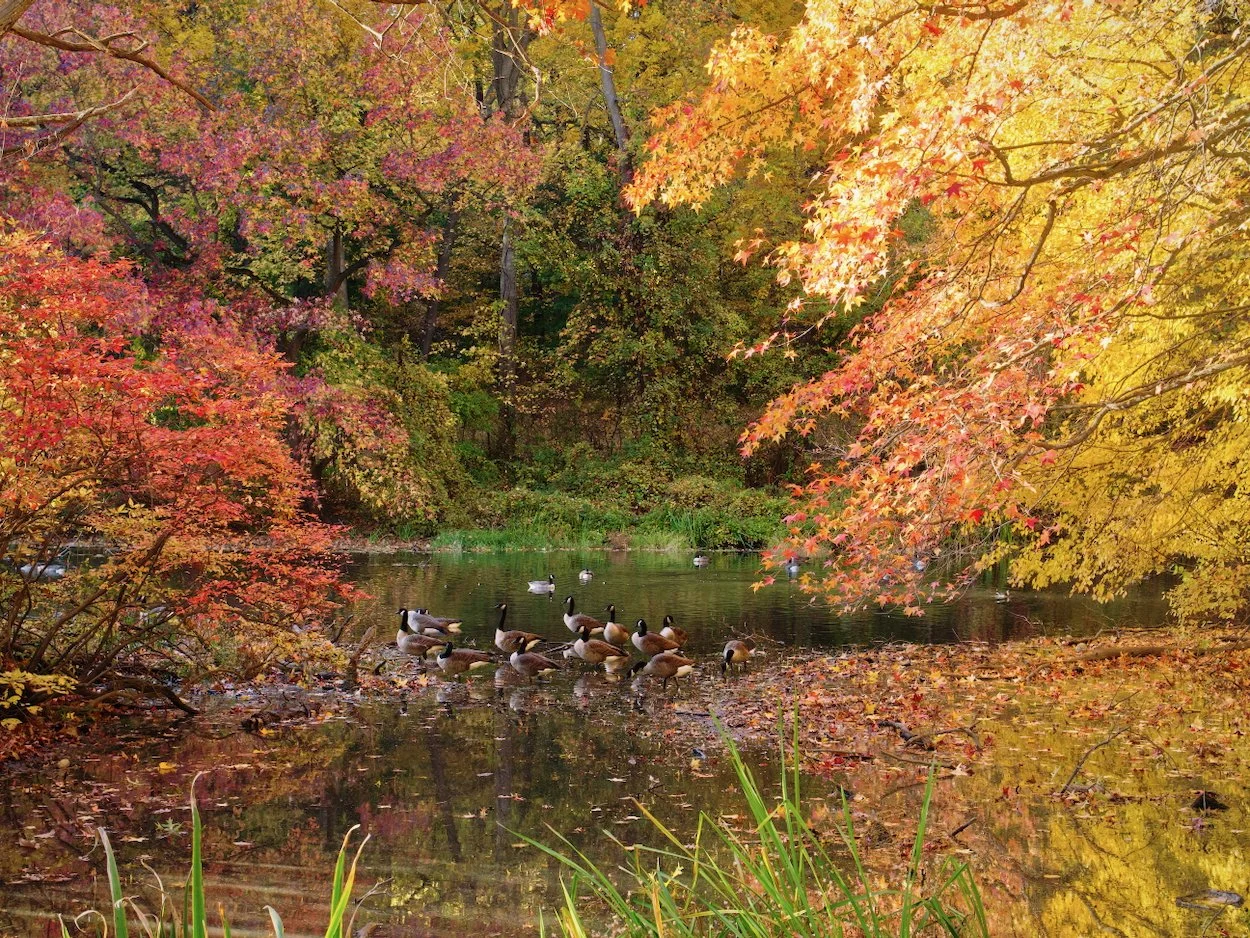 October 25th, 2024 - Fall at Tibbett's Brook Park