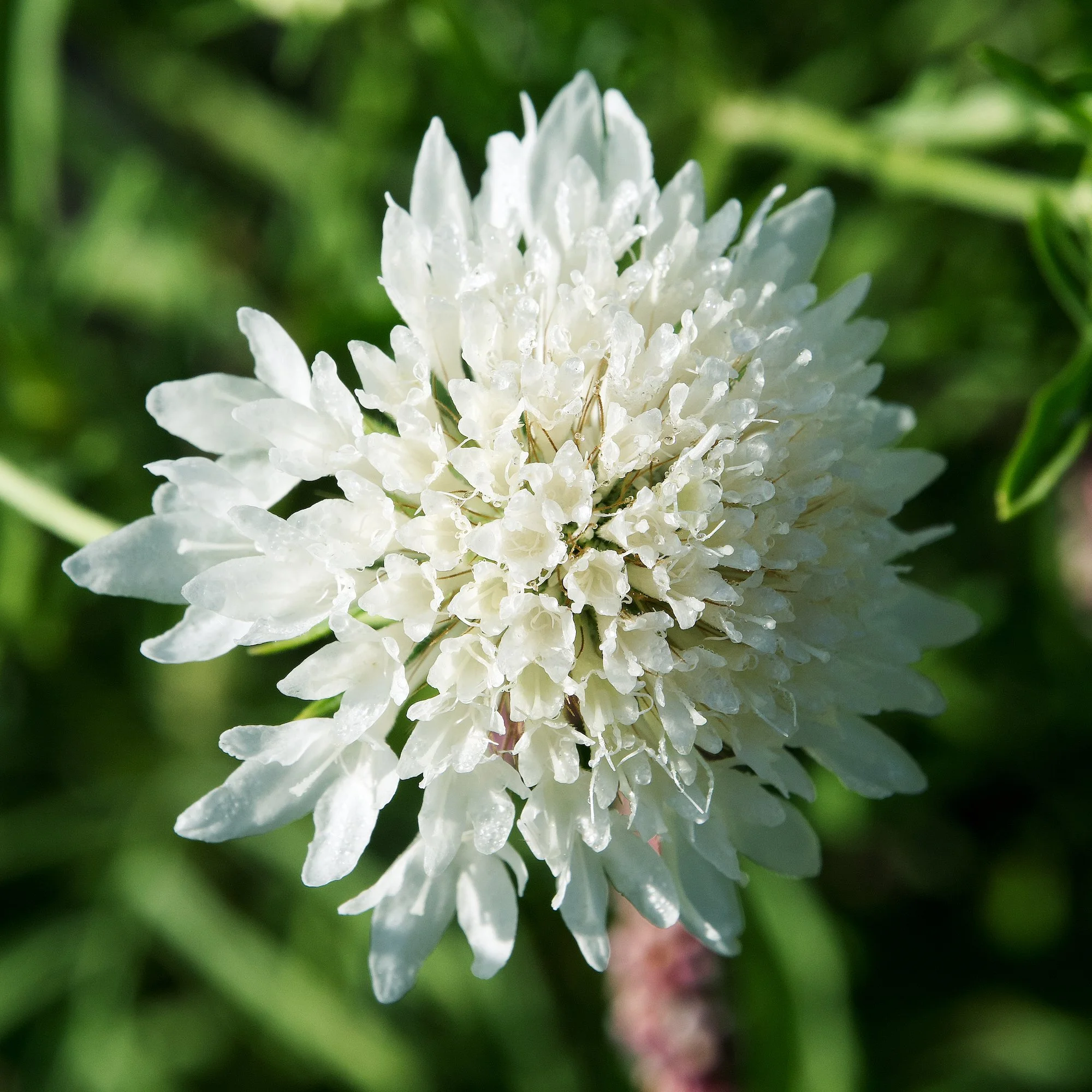 August 10th, 2025 - A Pincushion Flower