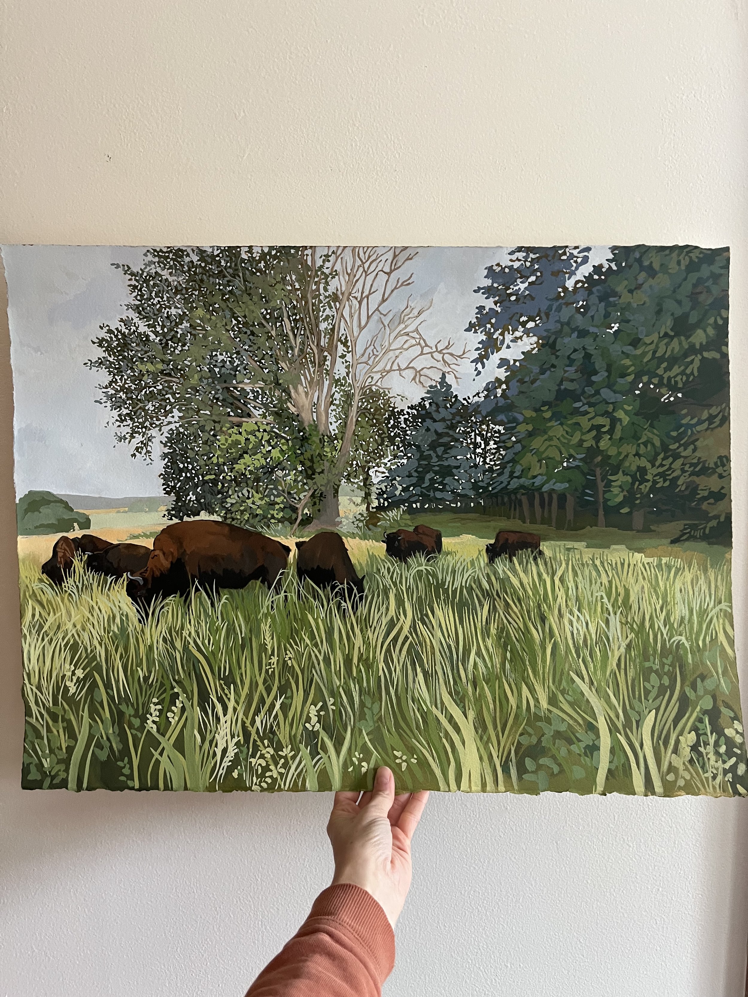 “Bison” 18 x 24” gouache on paper