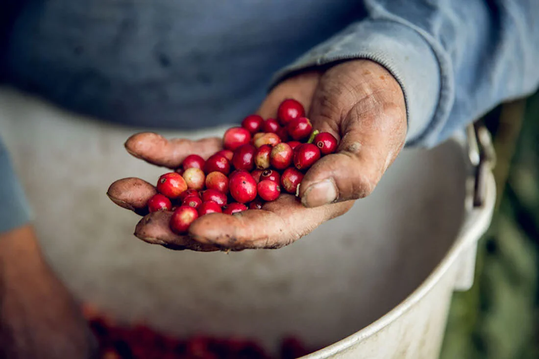 Copy, editorial, and shoot direction for blog: “Farm Feature: In the Field with Good Land Organics,” 2017