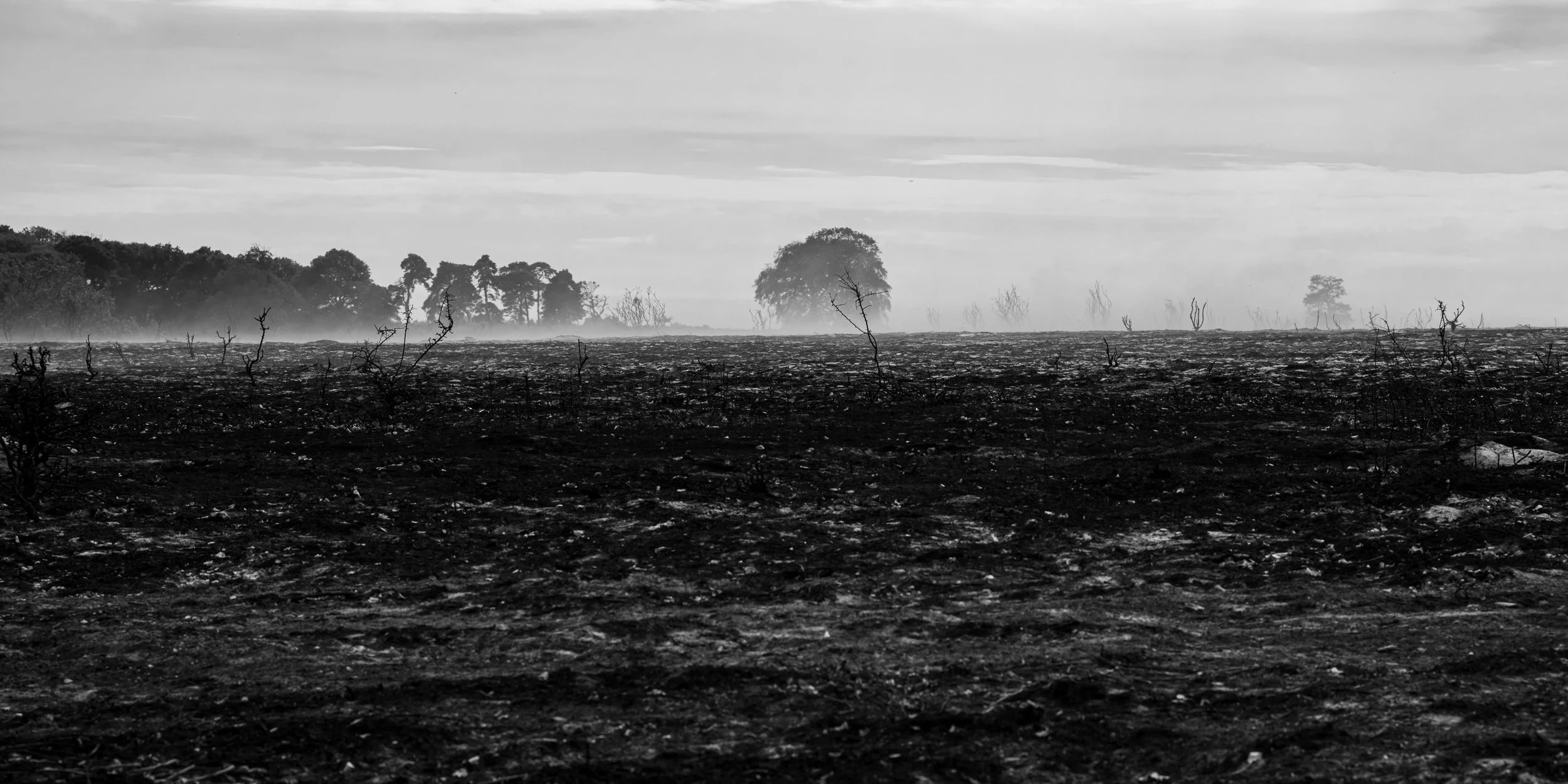 _DSC1239.jpg