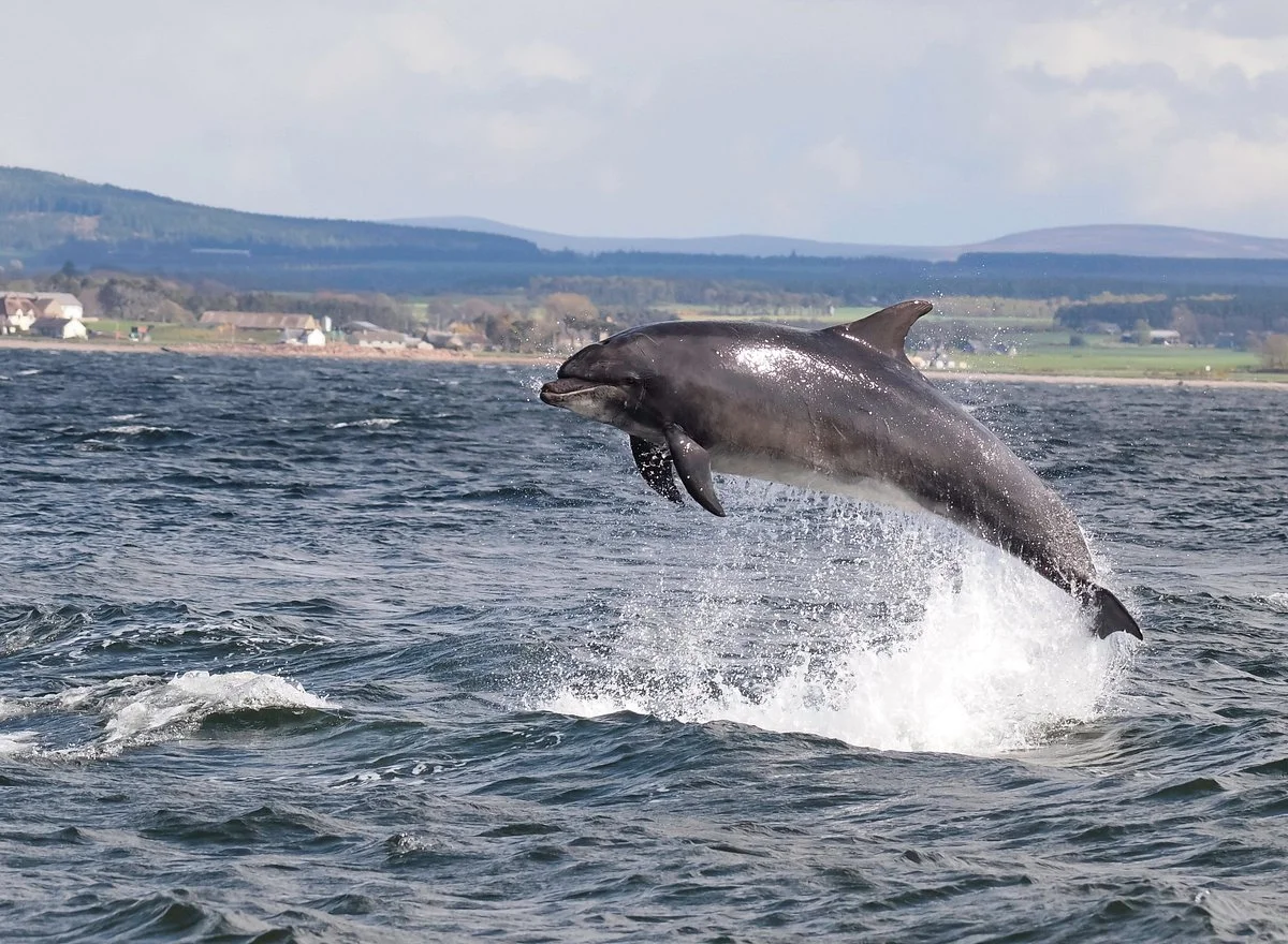Isle of Mull dolphin-in-sound-of-mull.jpg