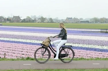 flower field.jpg