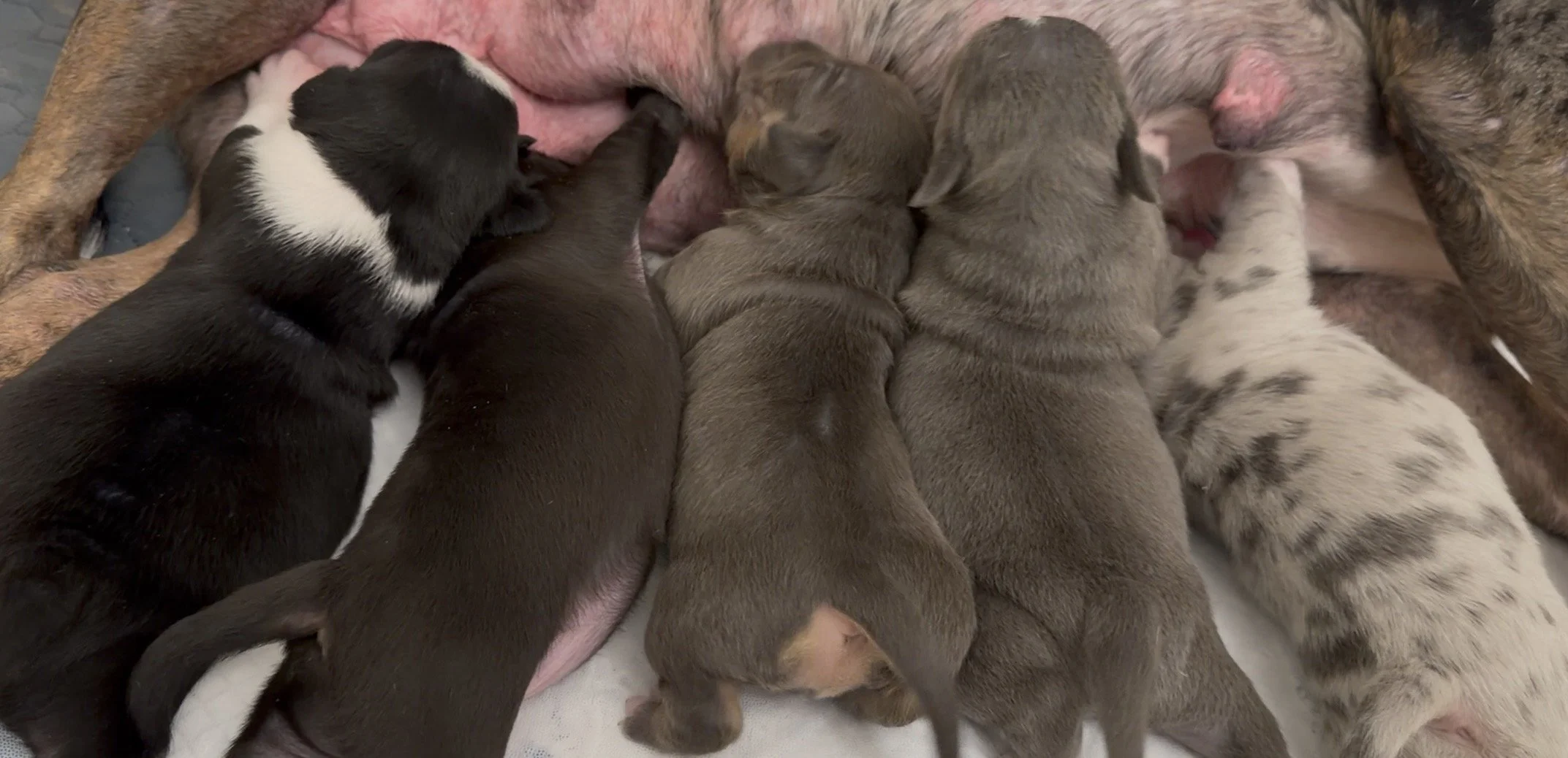 Azula x Smoke Litter