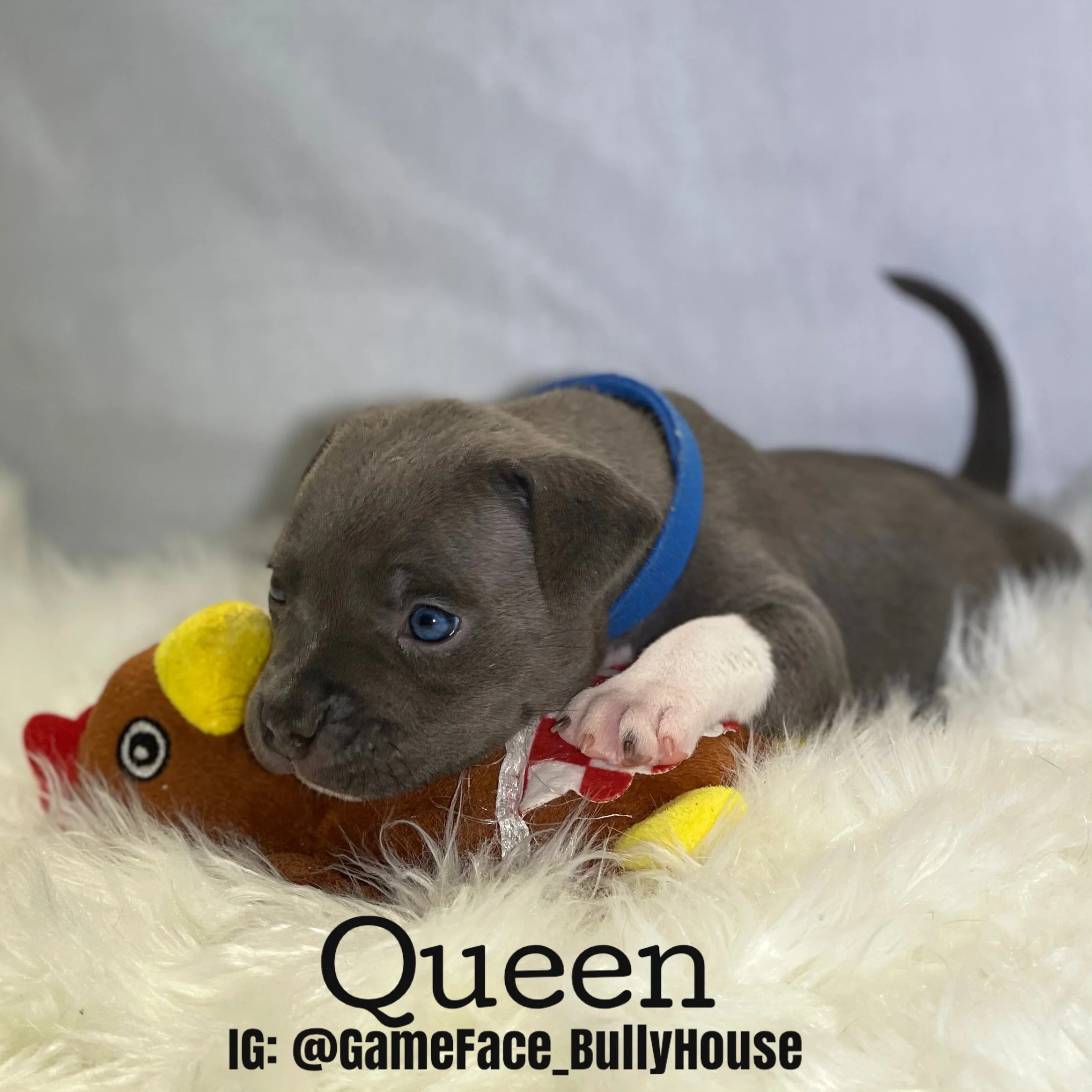 Queen - Lilac and white female