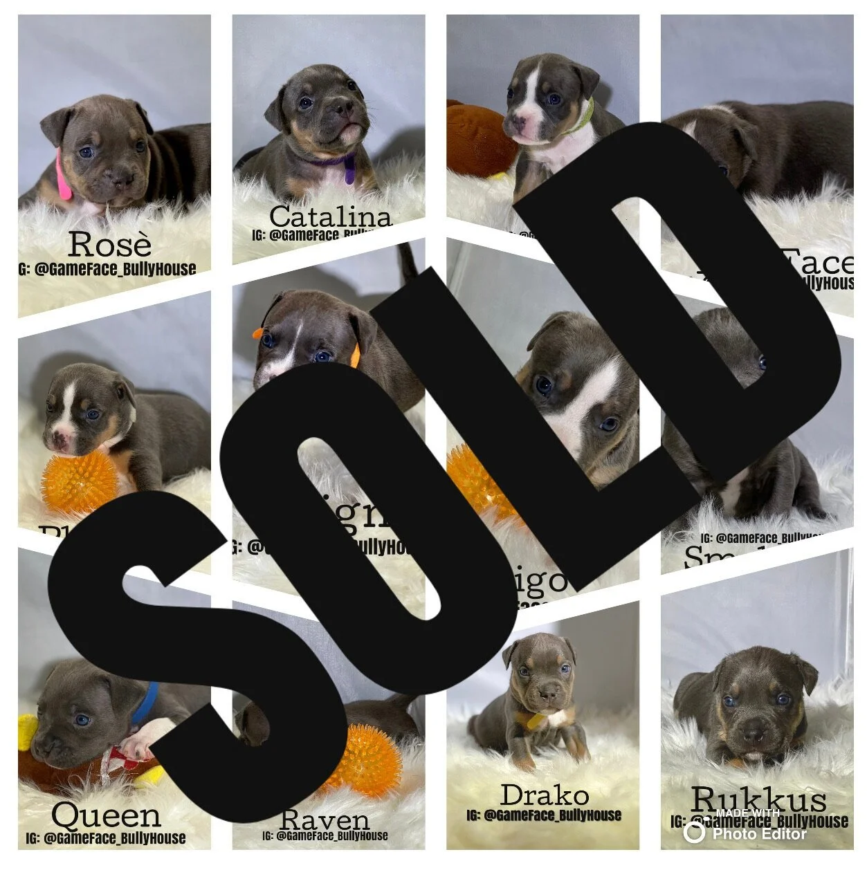 Xena x Spooky Litter