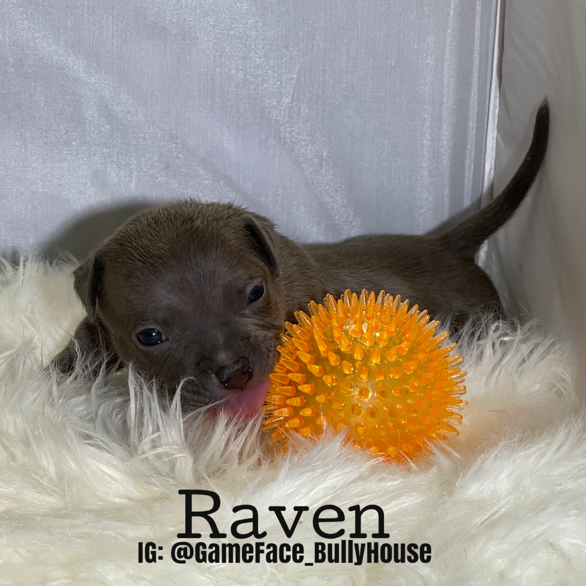 Raven - Lilac female