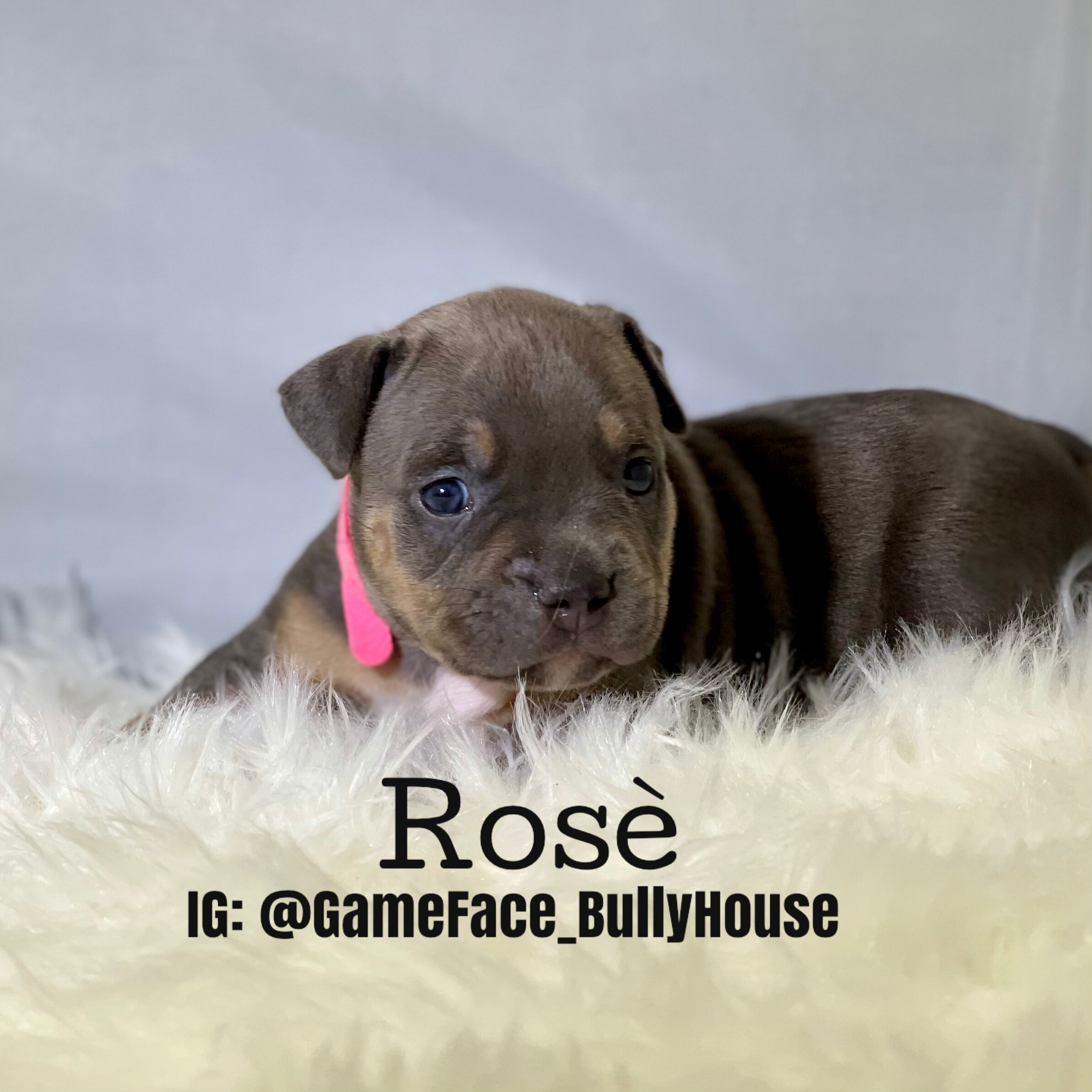 Rose - Tri Female