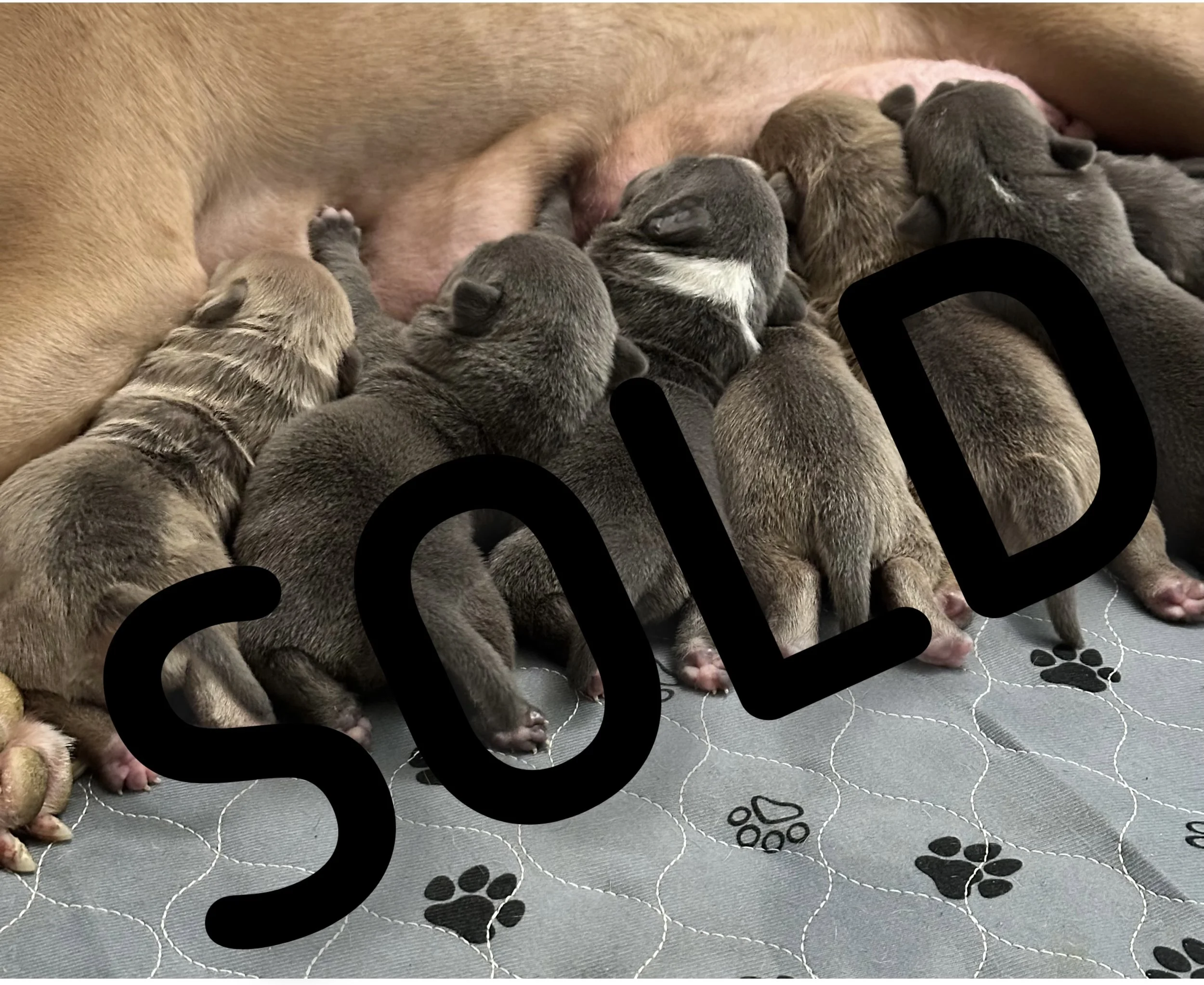 Egypt x Smoke Litter