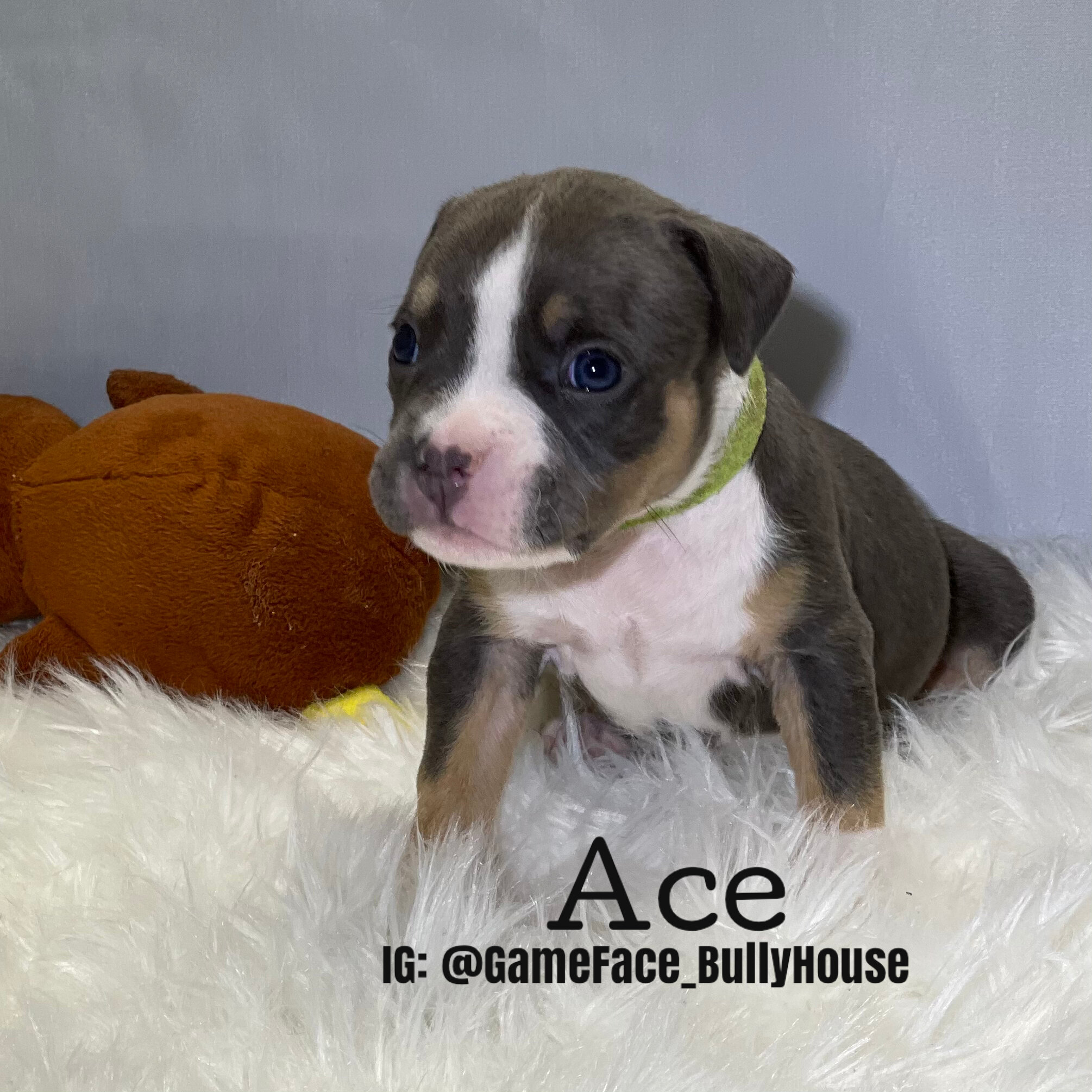 Ace - Tri Male 
