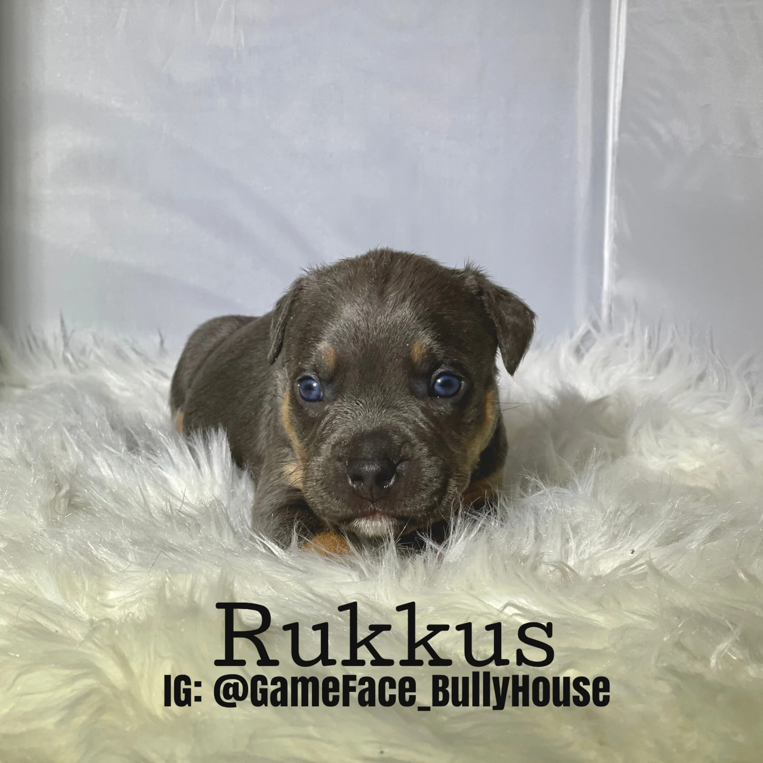 Rukkus - Lilac tri male
