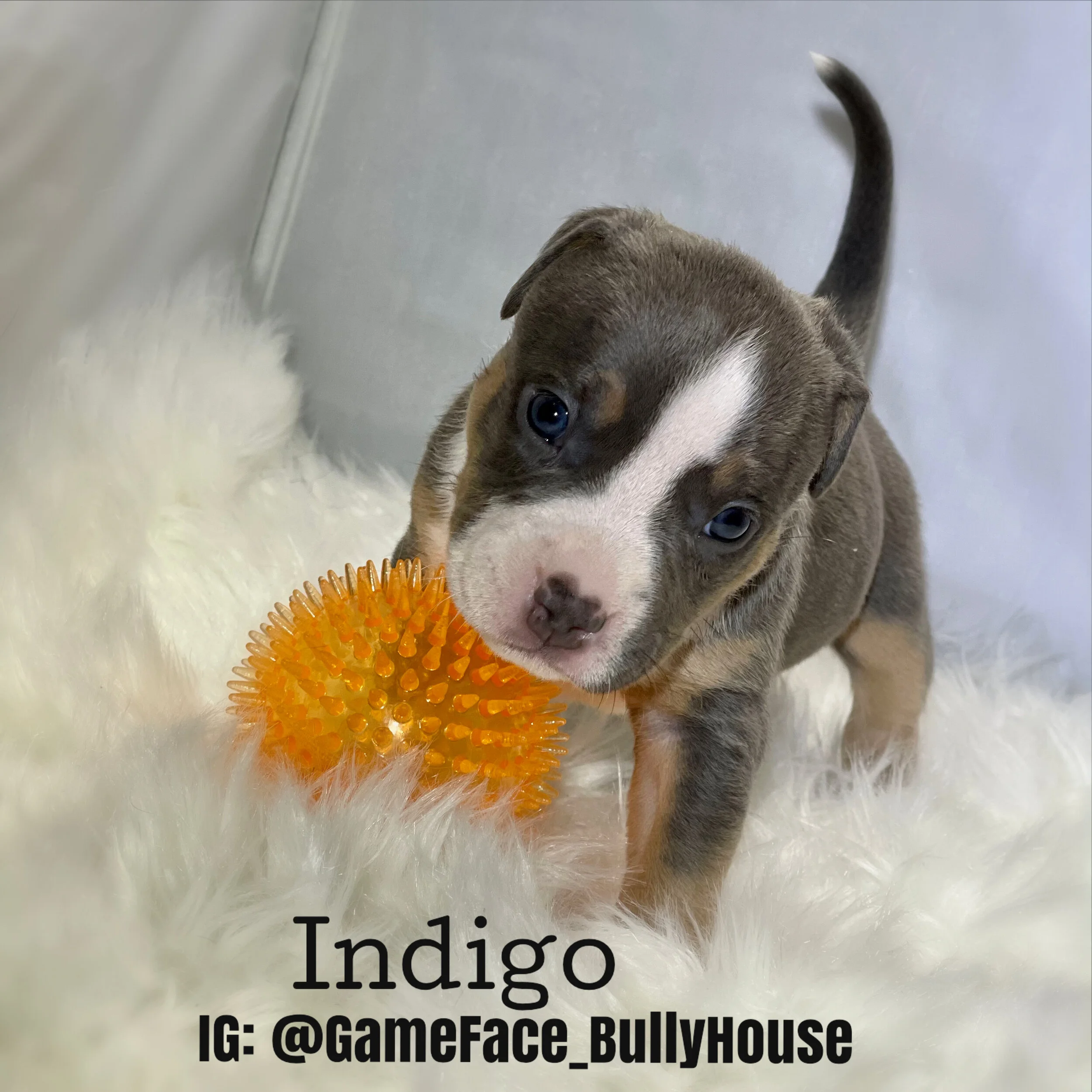Indigo - Lilac Tri female