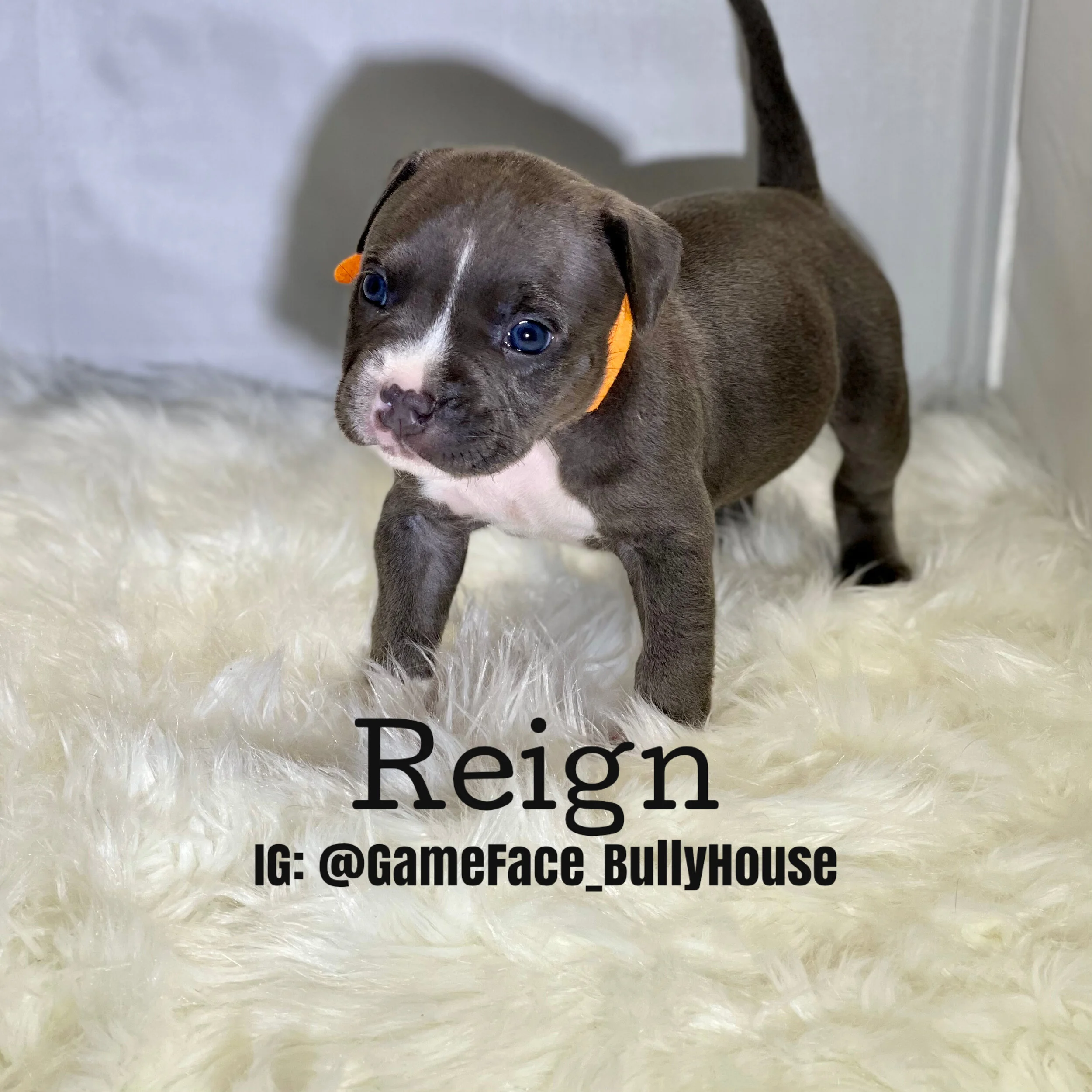 Reign - Tri Female