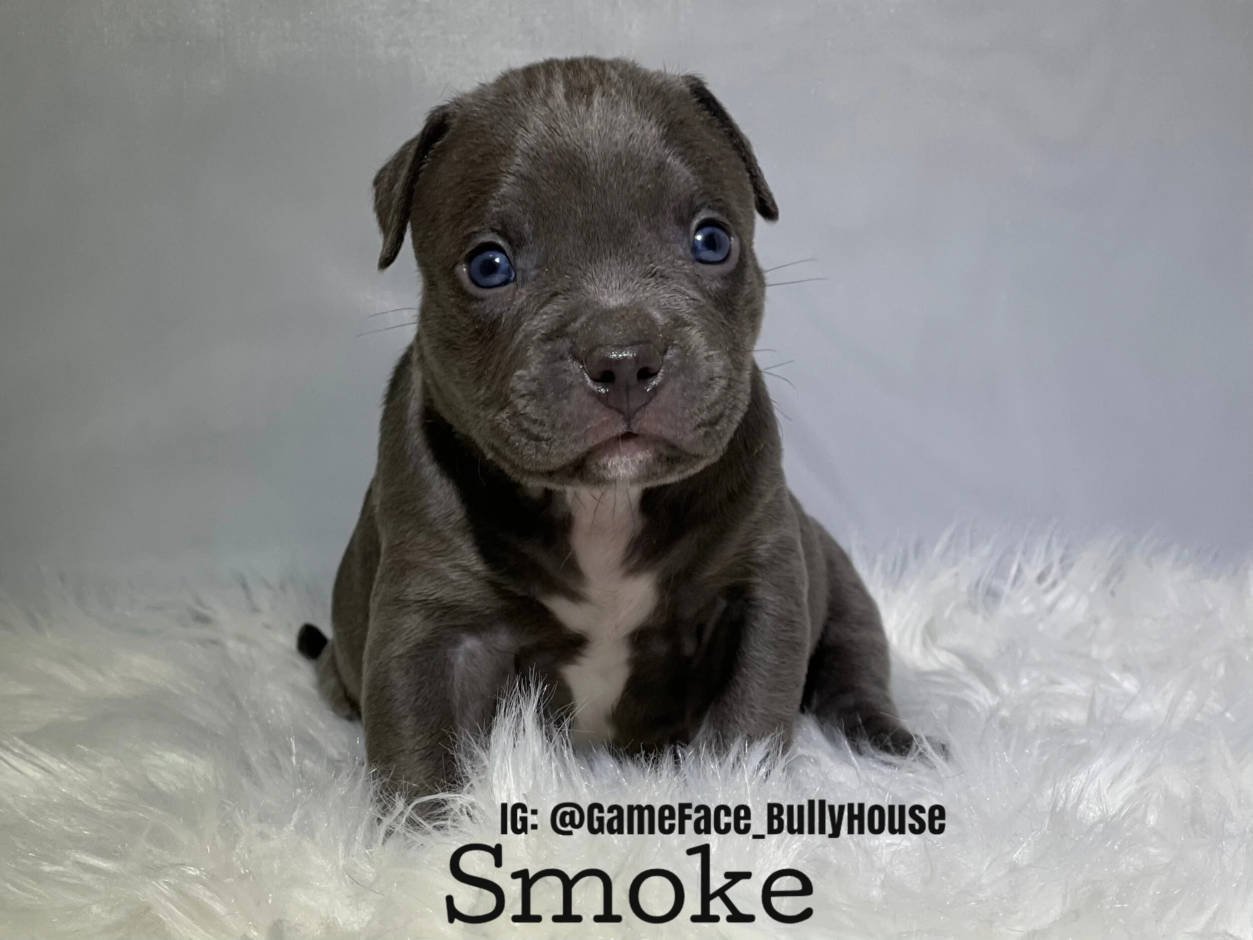 Smoke - Lilac and white male