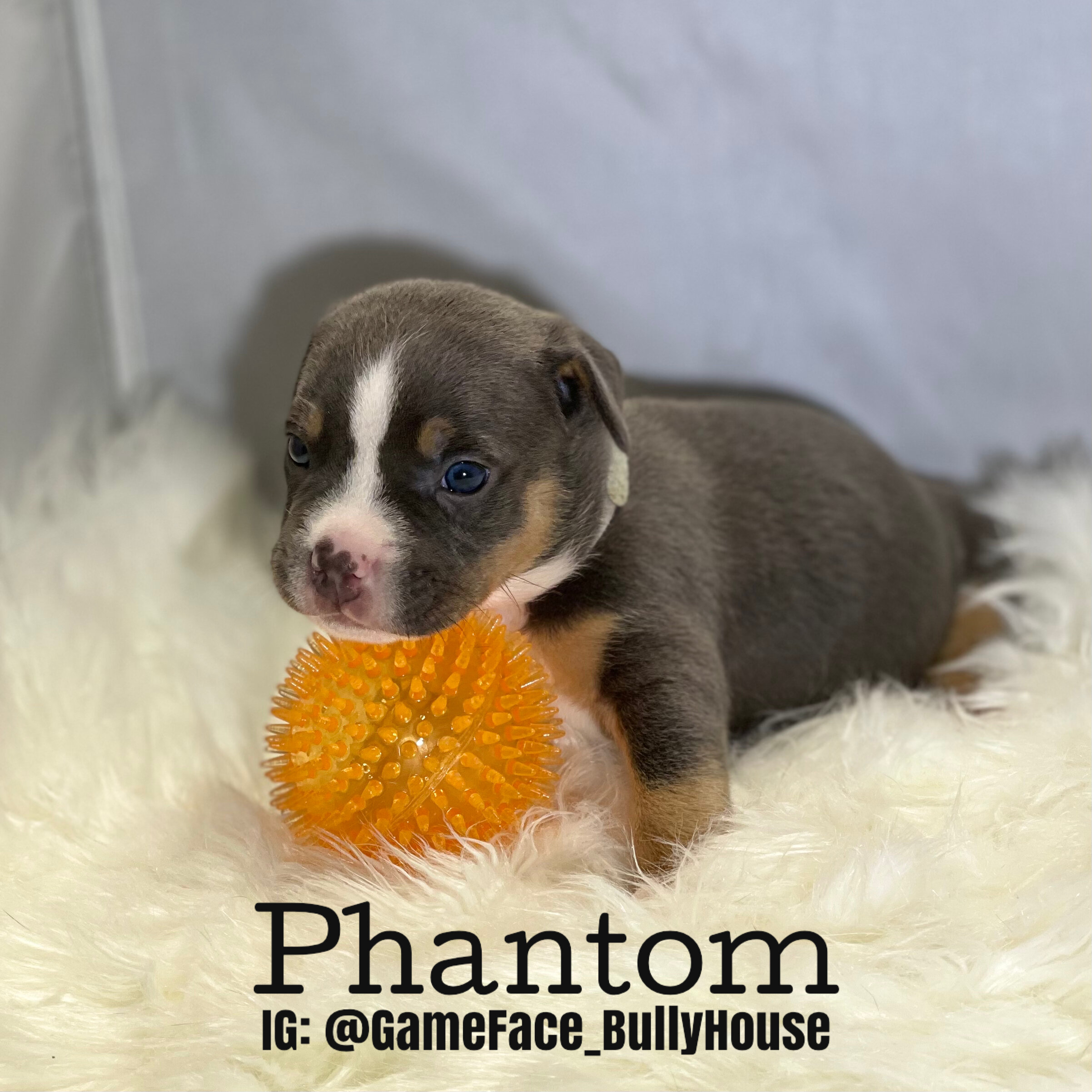  Phantom - Lilac Tri Male