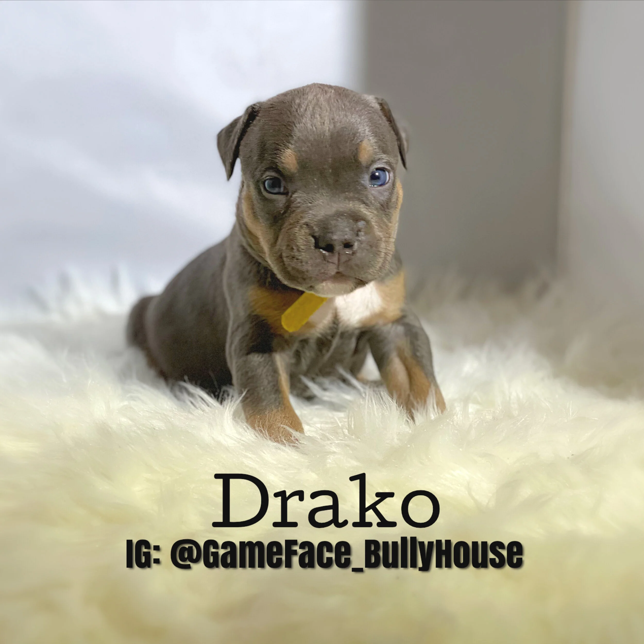 Drako - tri male