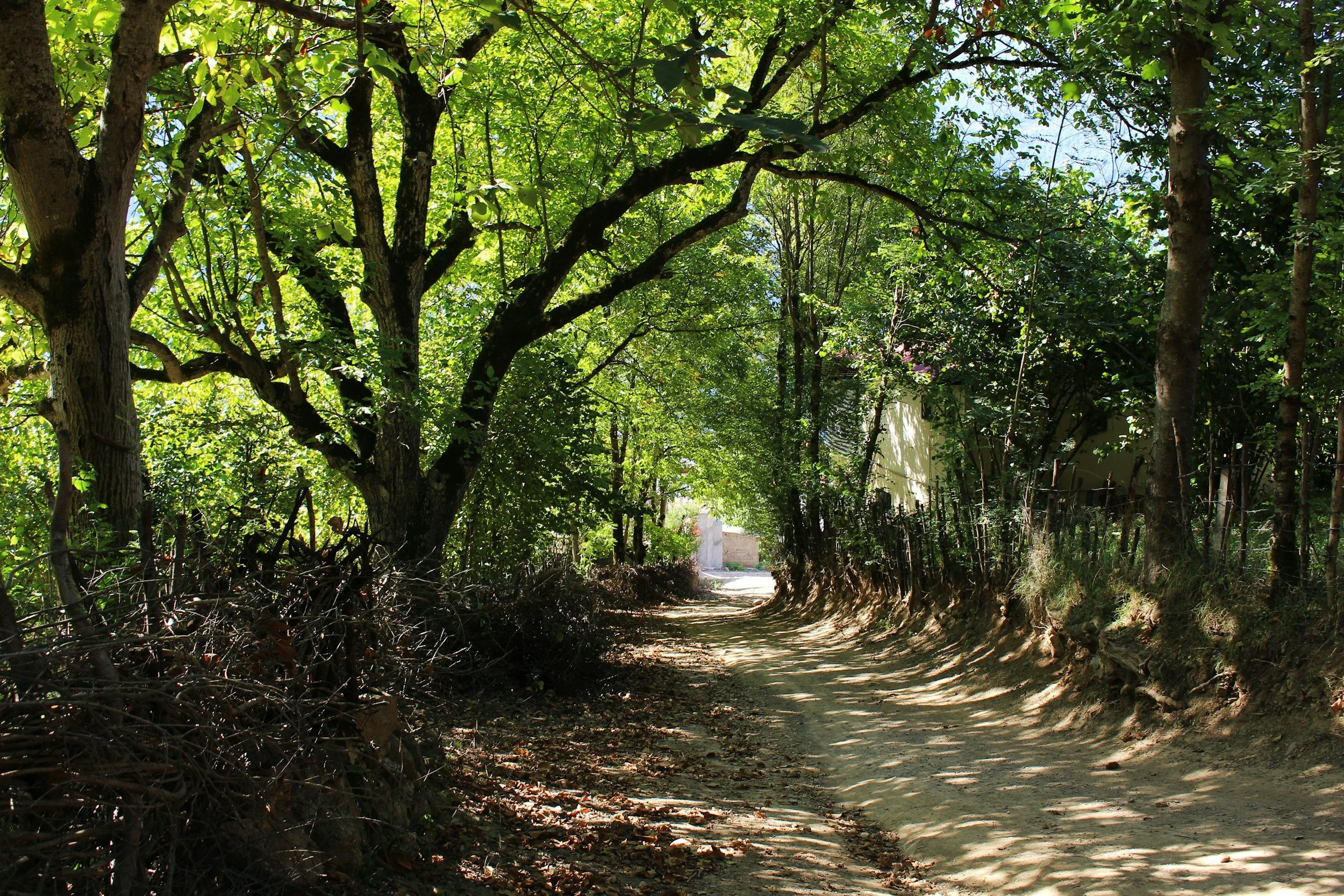 Nature Walk
