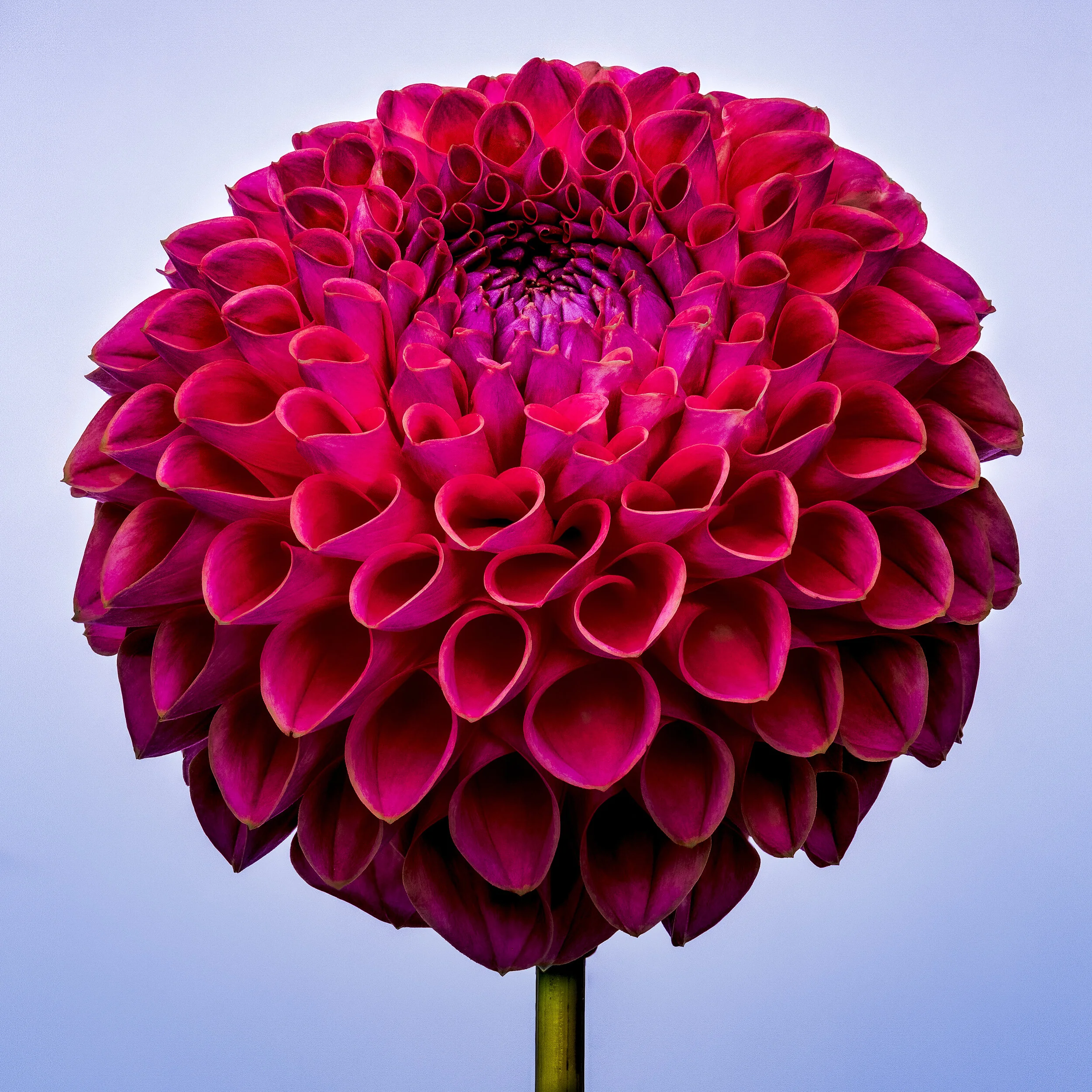 dahlia card.jpg