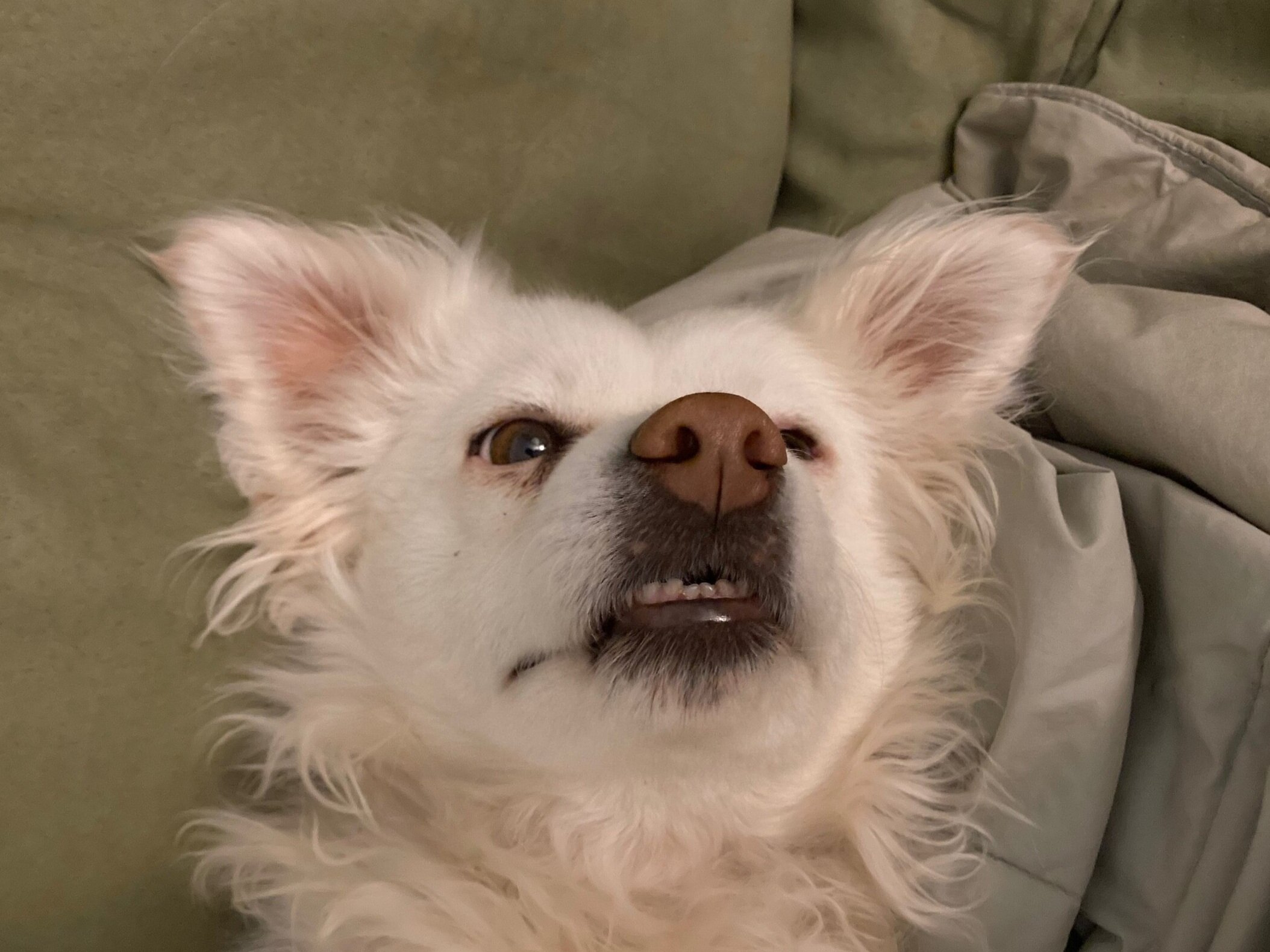 Stoned_Frida.jpg