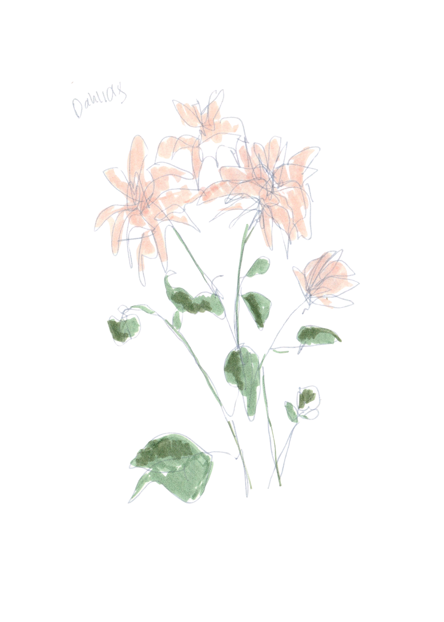 dahlias sketch.png
