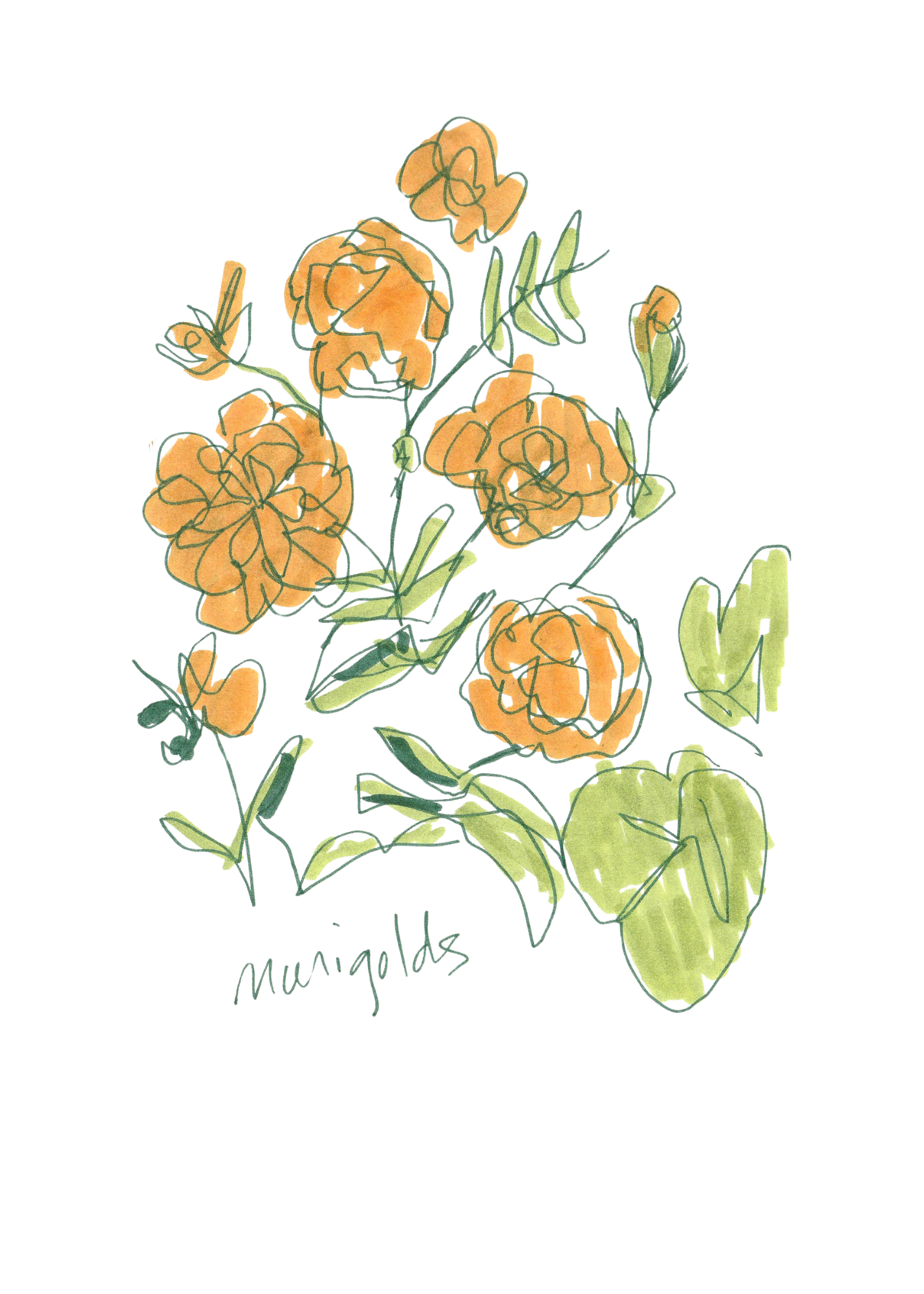 marigold copy.png