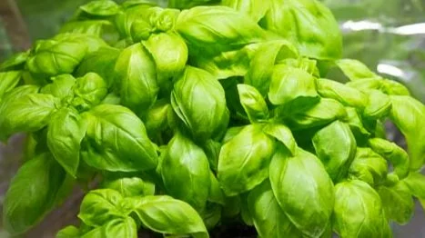 GROWING AND USING HERBS