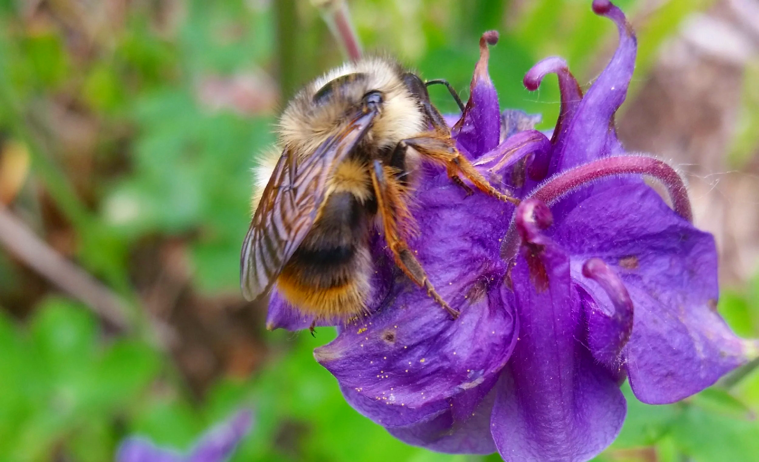 HOW, WHAT, WHO, WHEN AND WHERE OF POLLINATION
