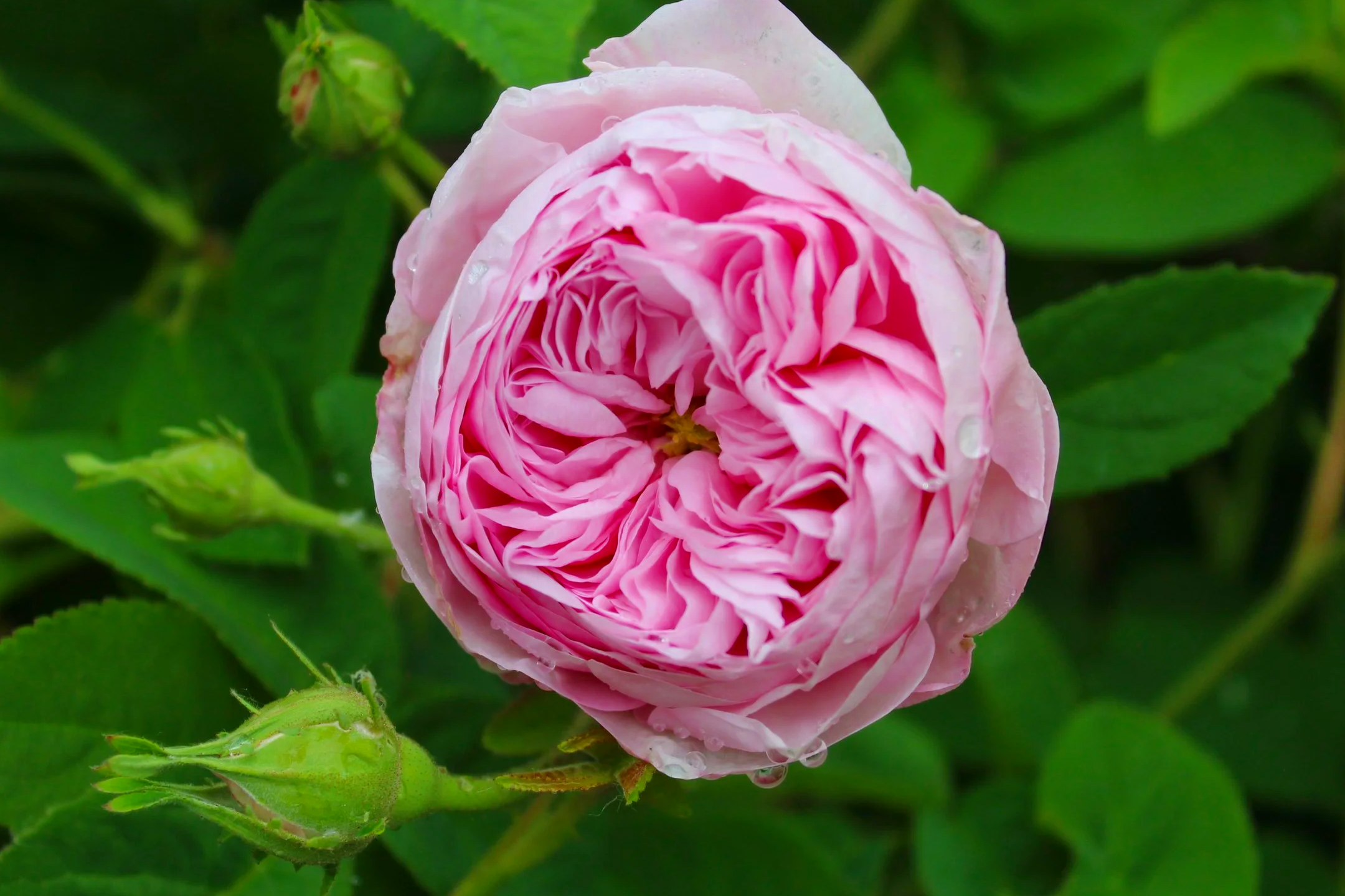 NW HERITAGE ROSE DISPLAY
