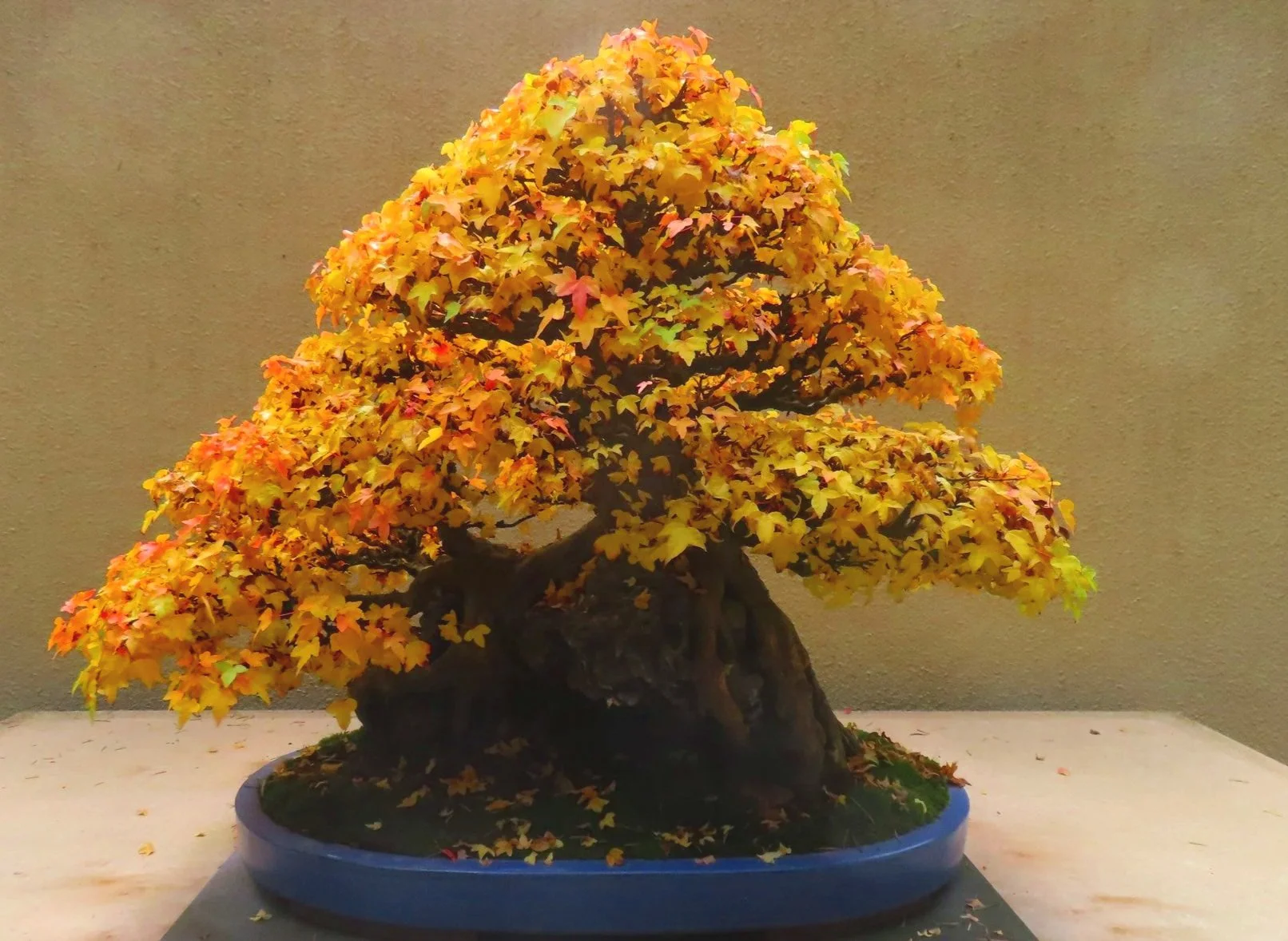 CREATING BONSAI