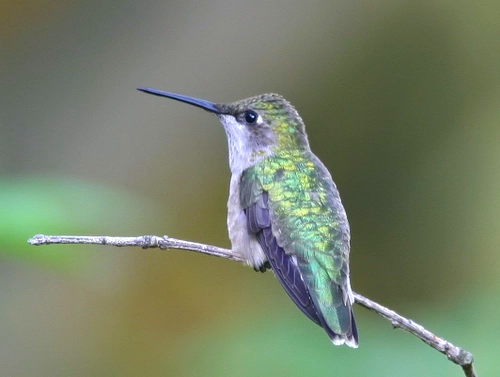 HUMMINGBIRDS: MASTERS OF THE AIR