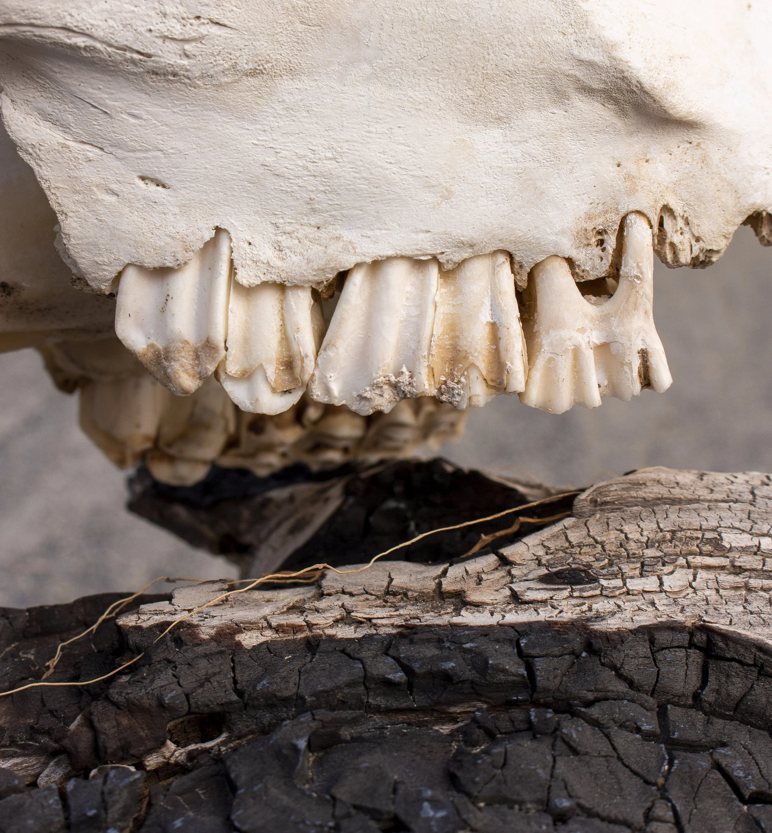 6. dientes quemadas.jpg