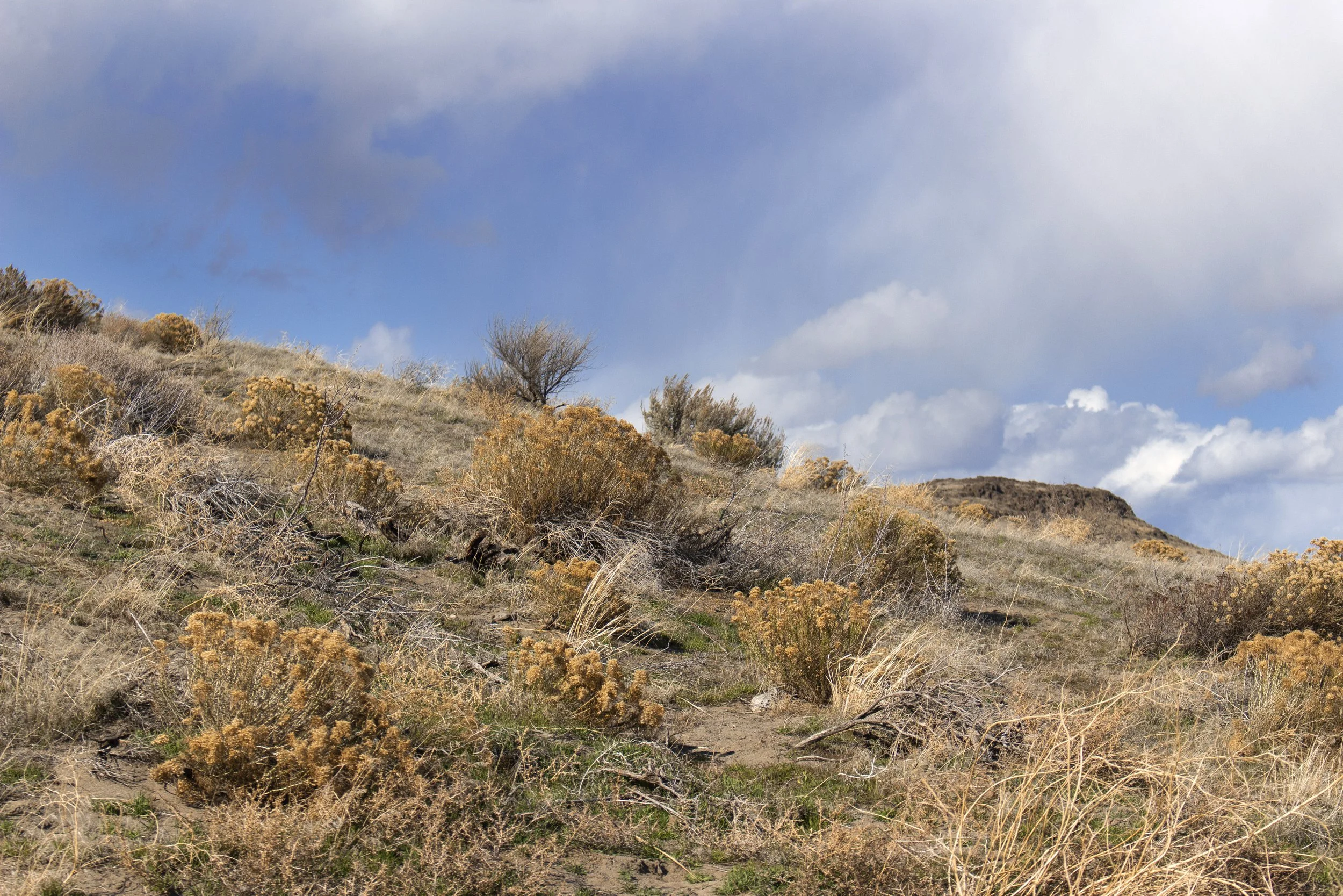 10. landscape?.jpg