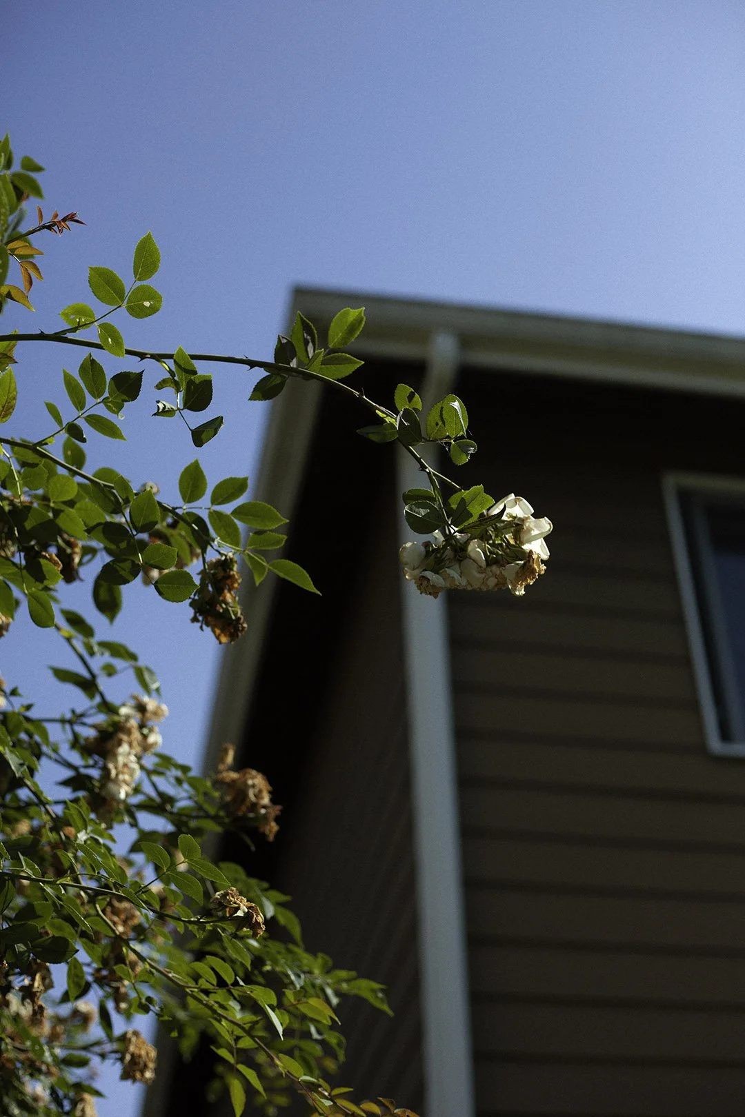 home_still1.jpg