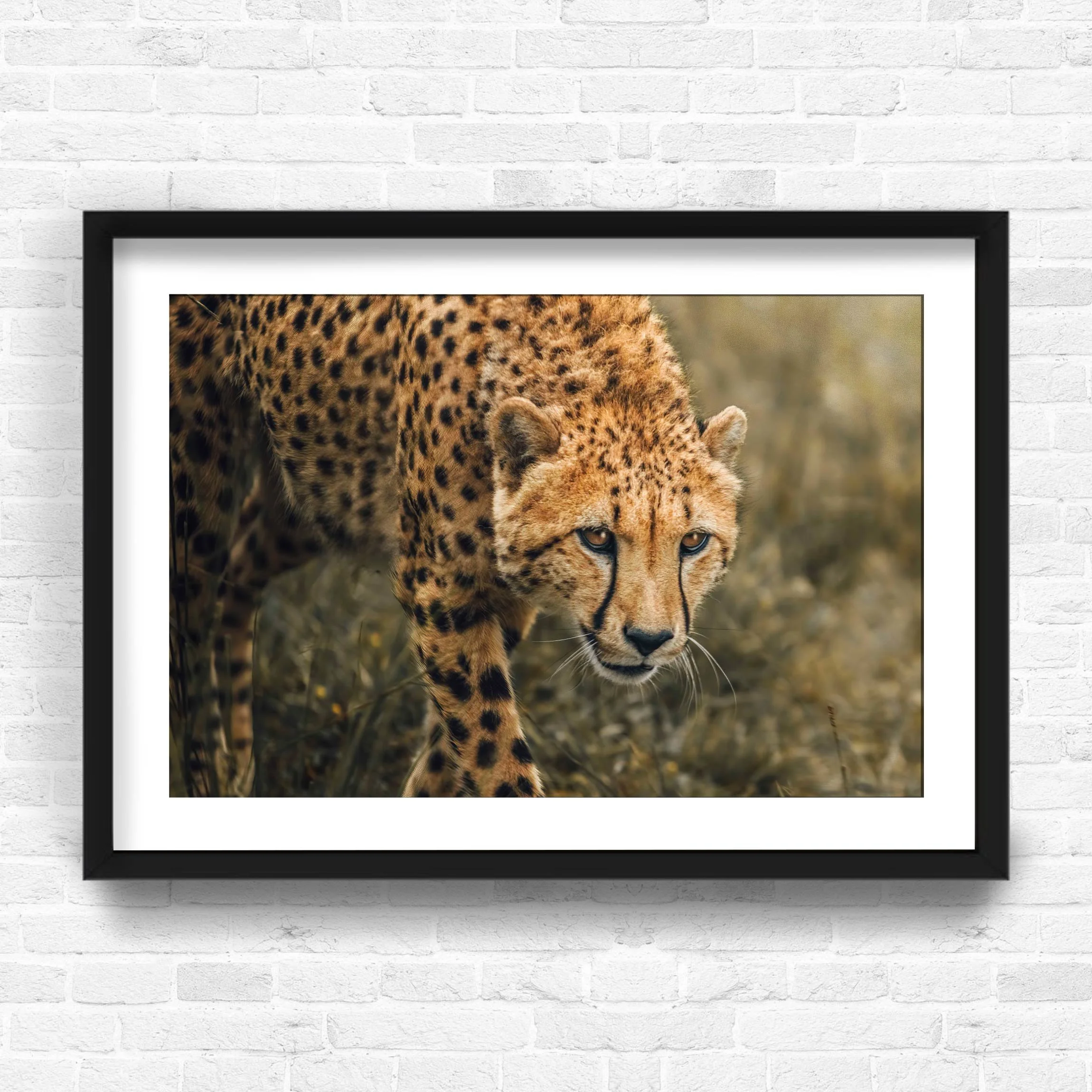 CHEETAH.jpg