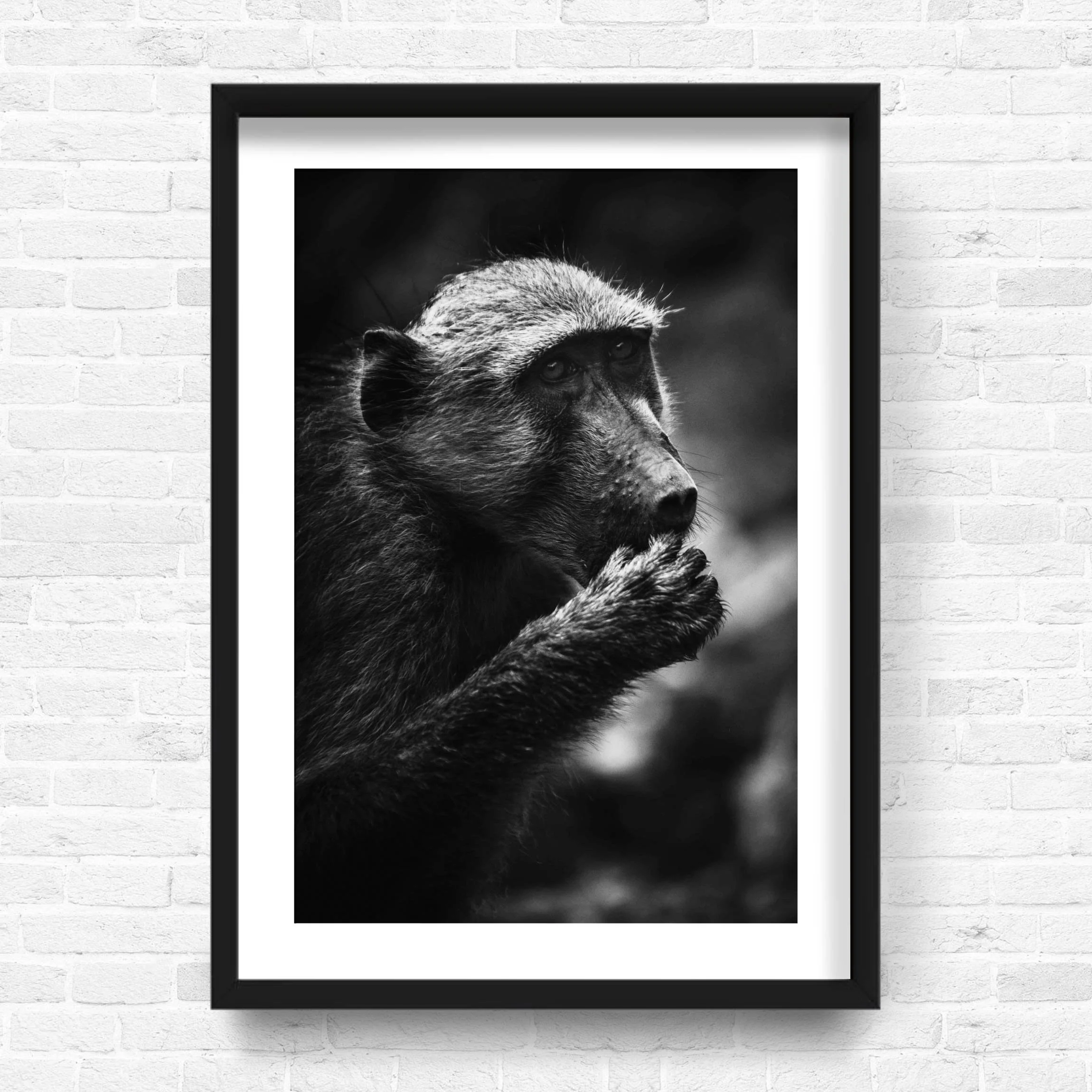BABOON.jpg