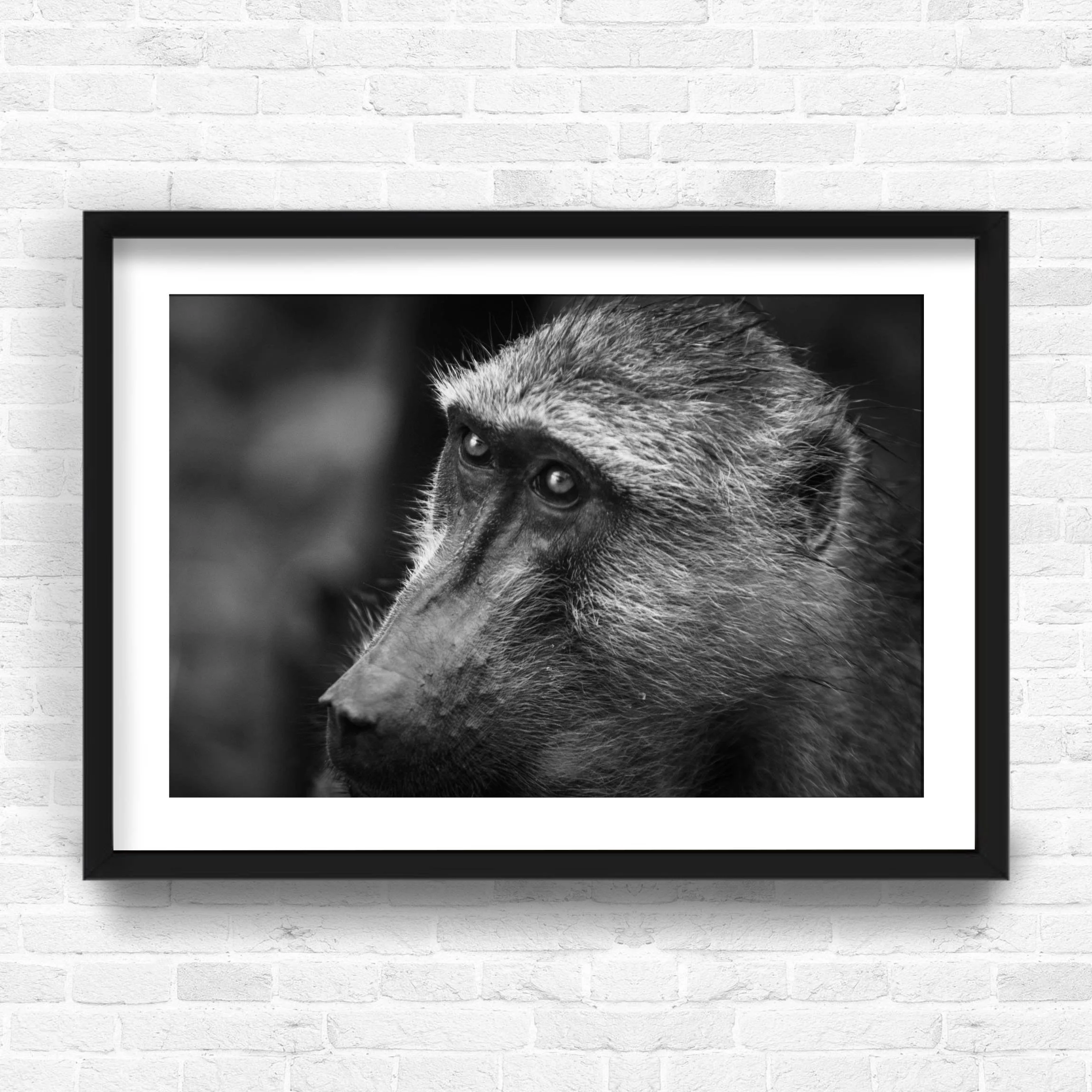 BABOON II.jpg