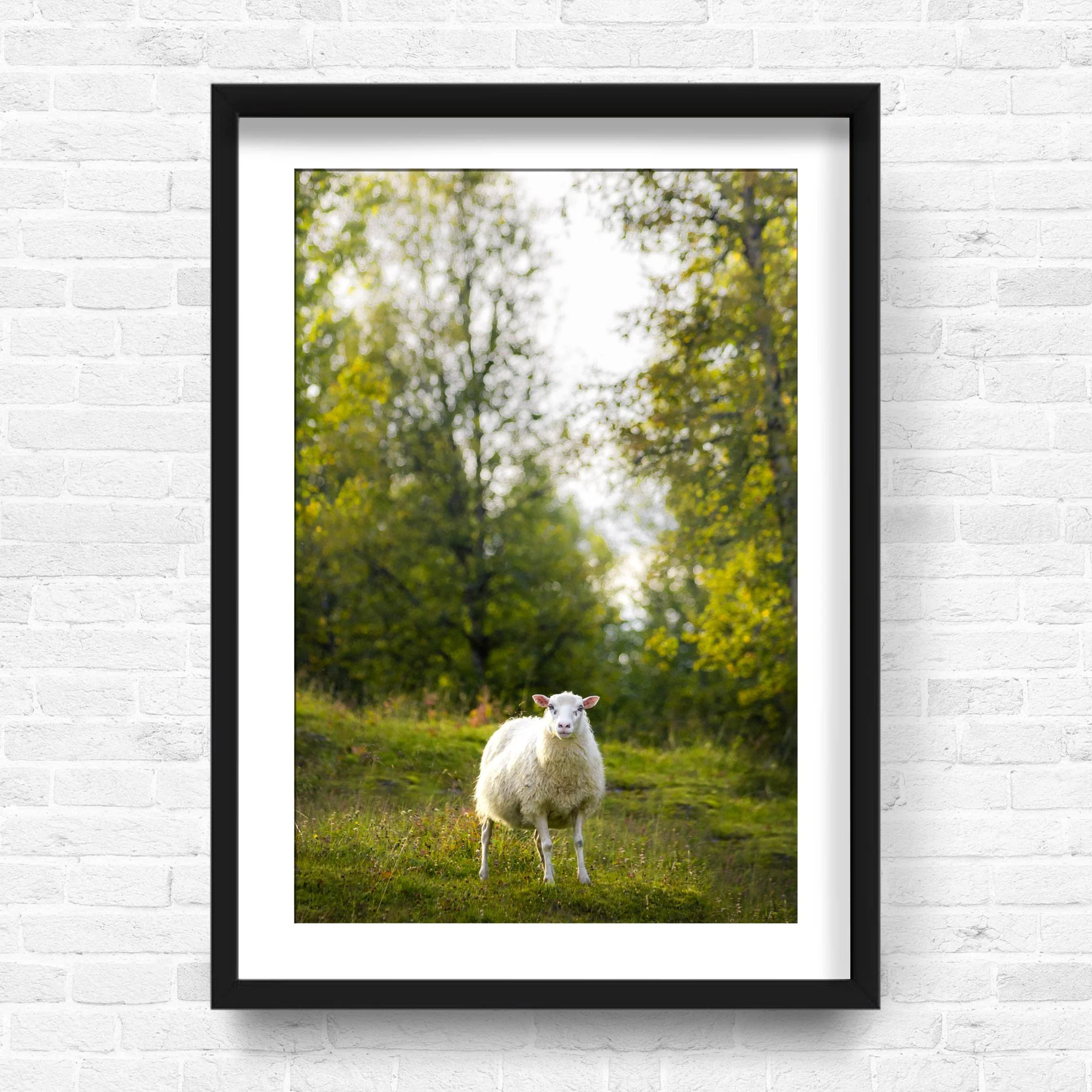 SHEEP.jpg