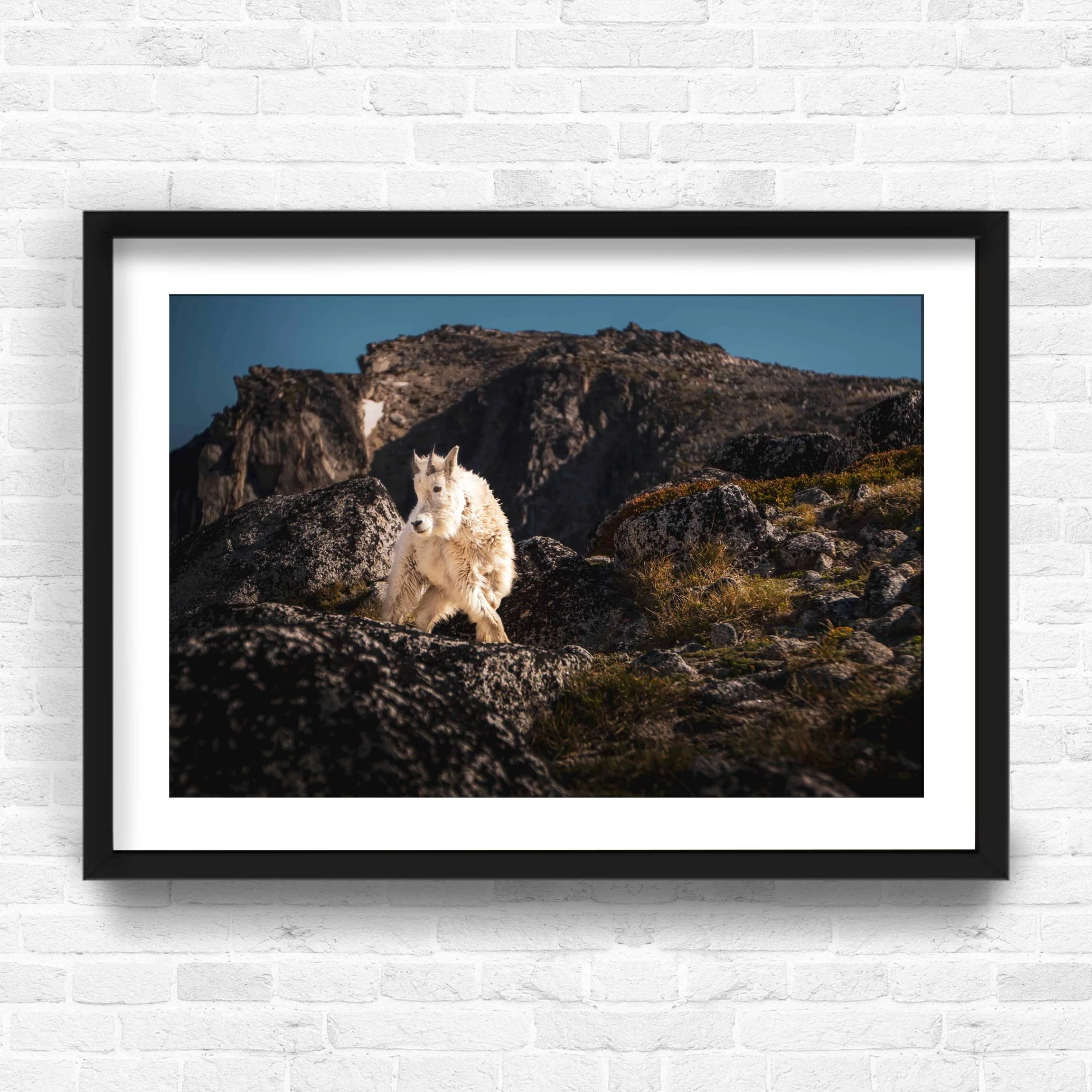 MOUNTAIN GOAT.jpg