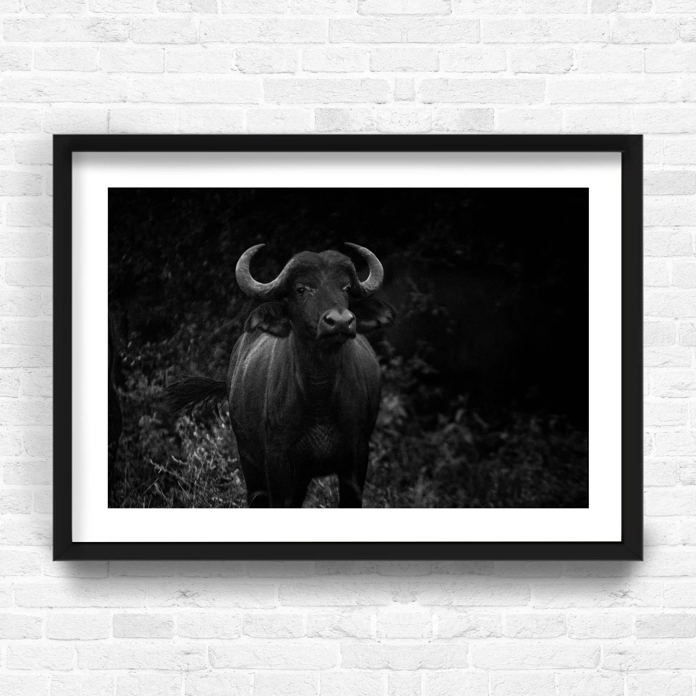 WATER BUFFALO.jpg