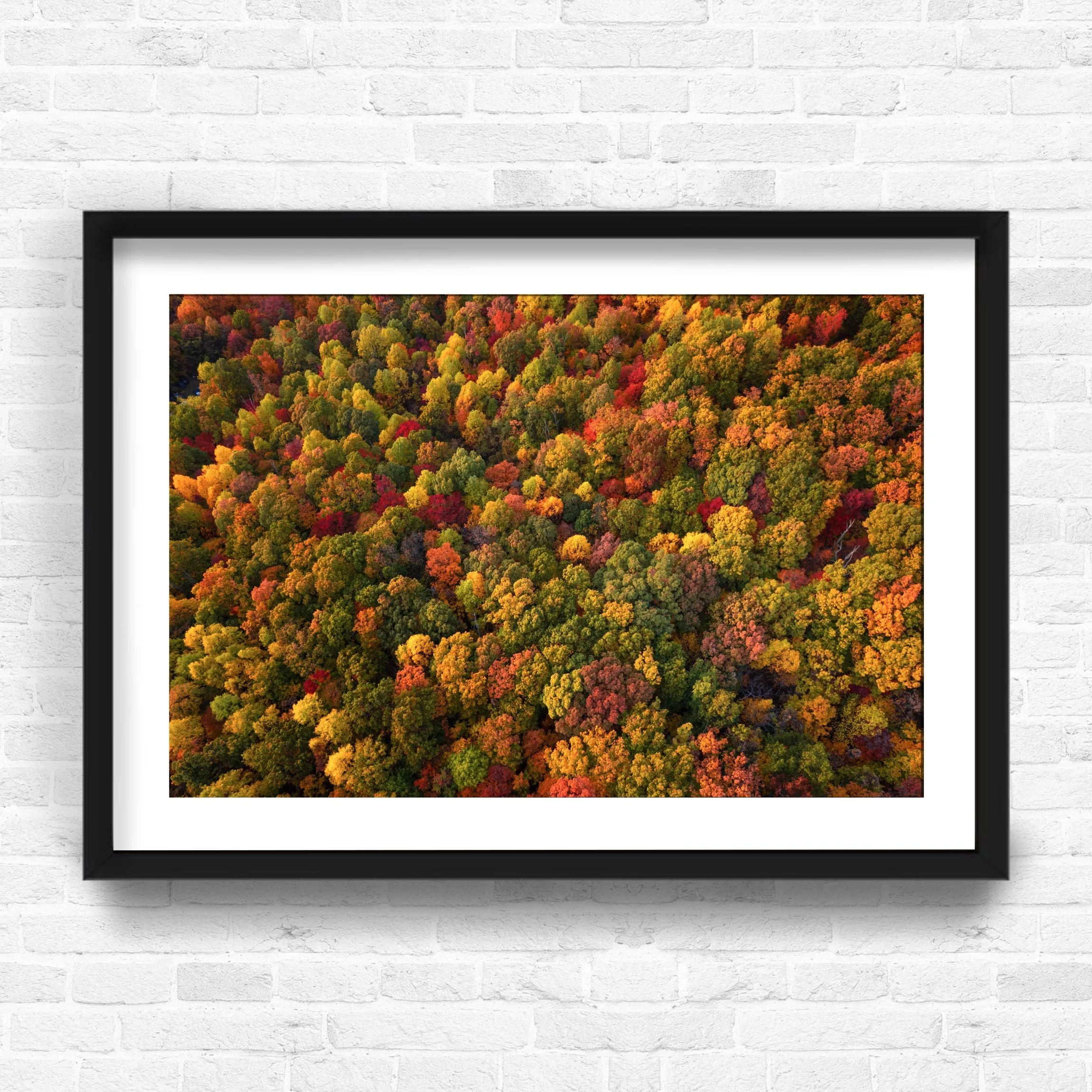 AUTUMN GOLD.jpg