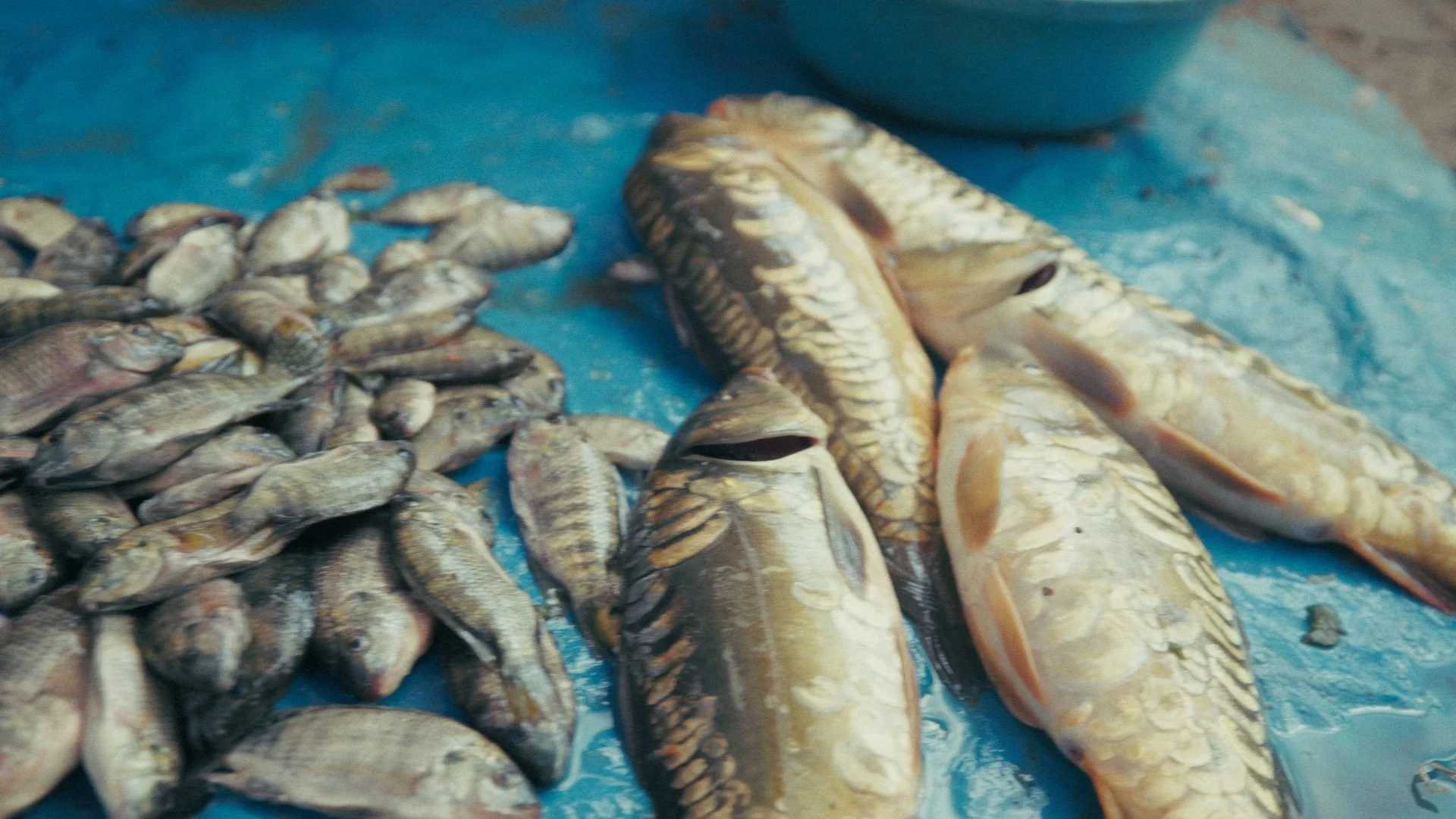 Day 03 Stringout_00_04_47_23.jpg