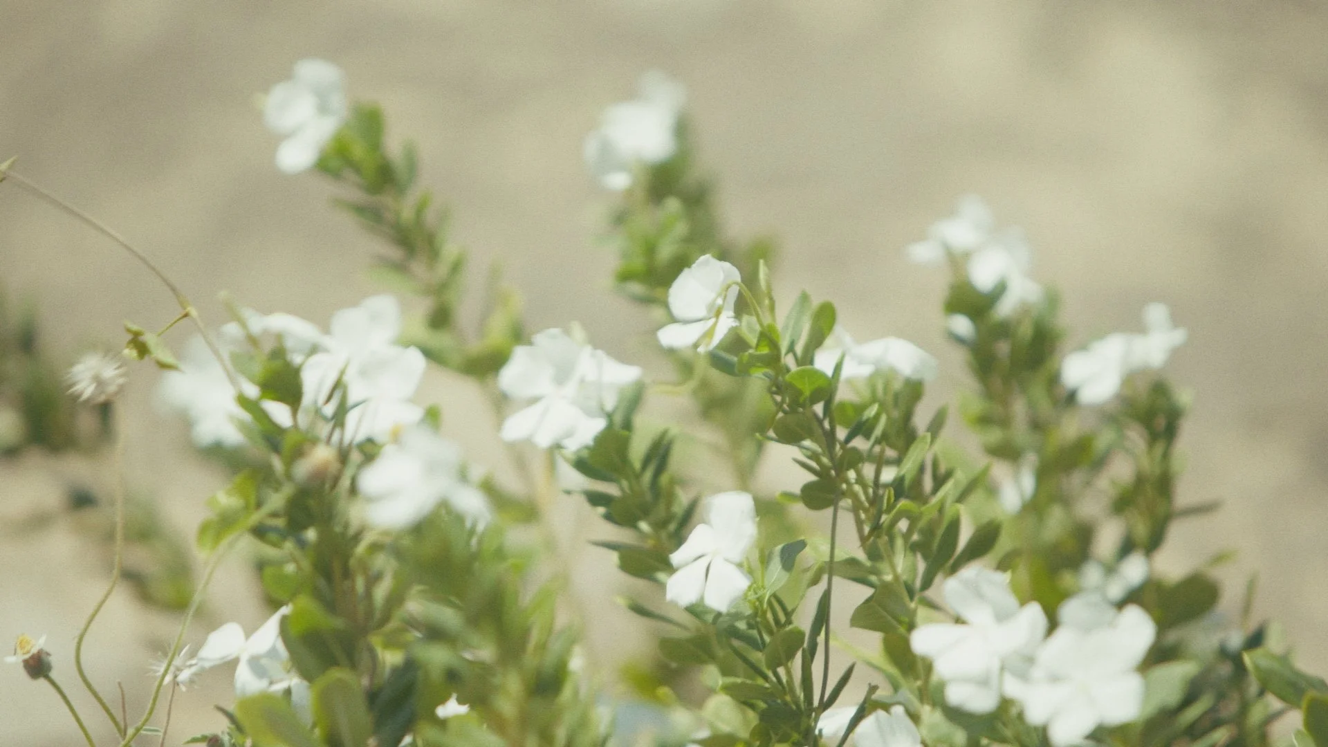 Day 02 Stringout_00_42_58_11.jpg