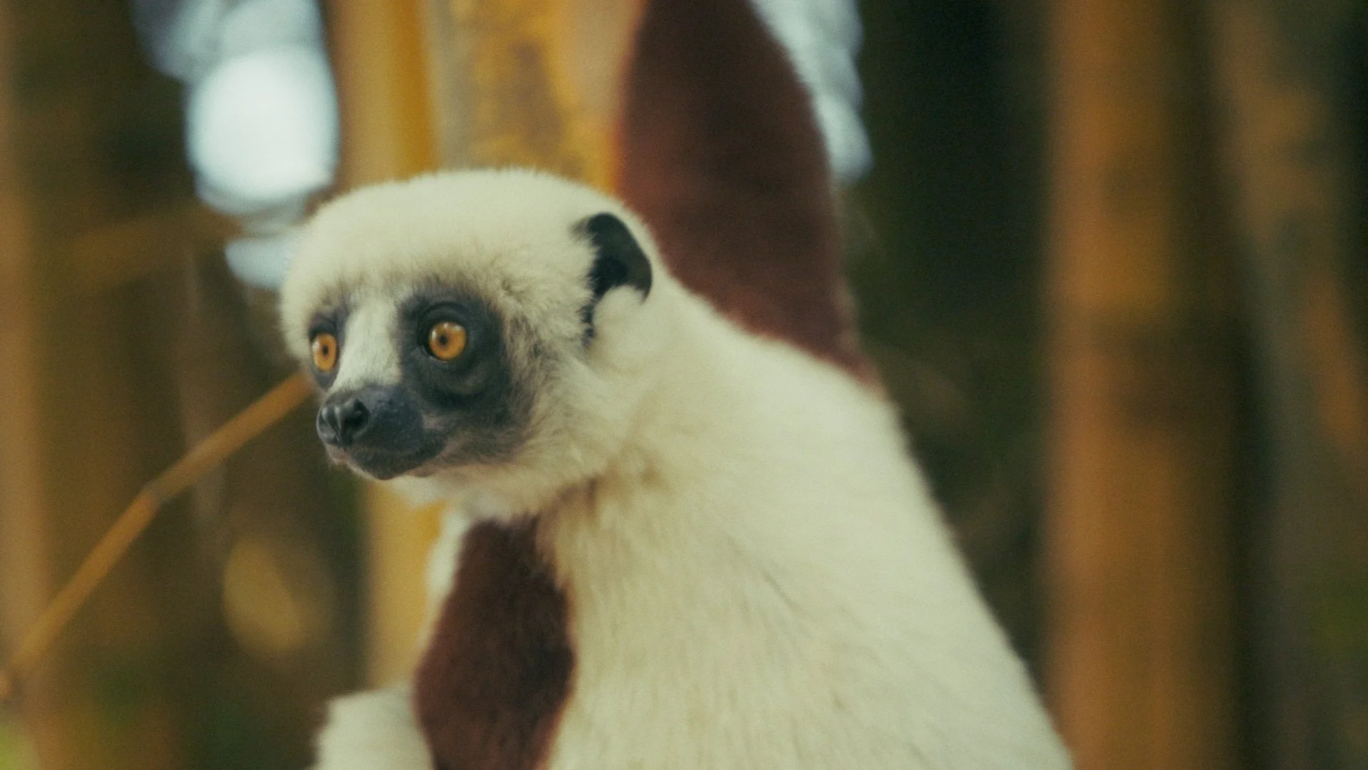 Day 01 Stringout_00_52_54_13.jpg