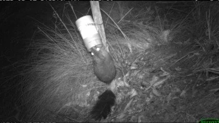 Wildflower Walk in Dunmoochin