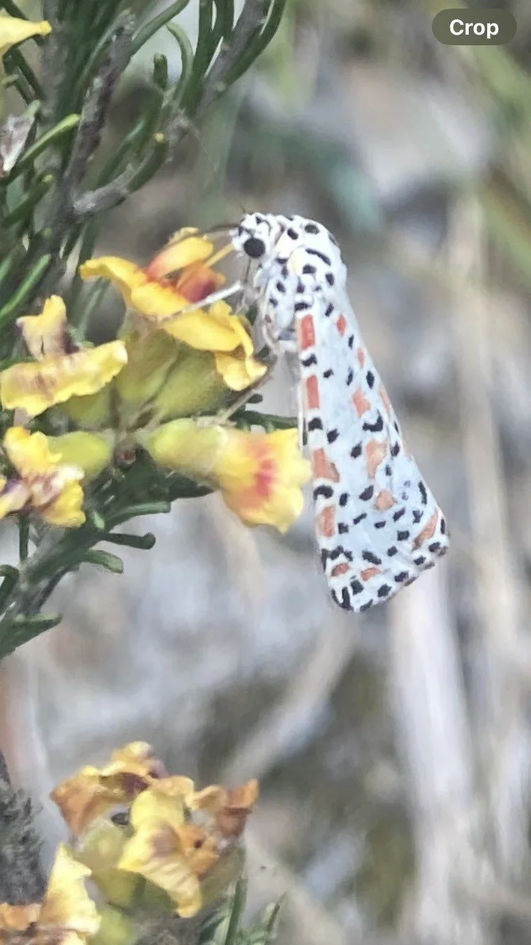 Rattlepod Moth (Utetheisa pulchelloides)