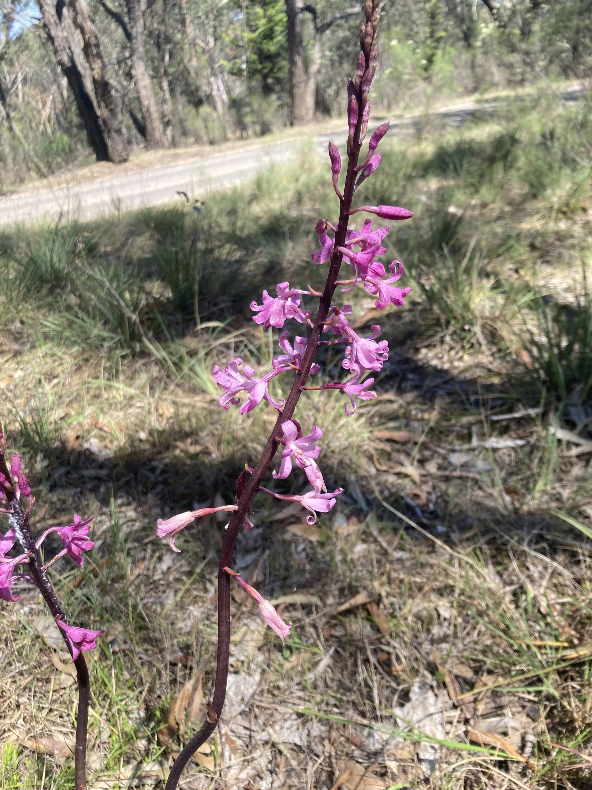 Rosy Hyacinth-orchid (Dipodium roseum)